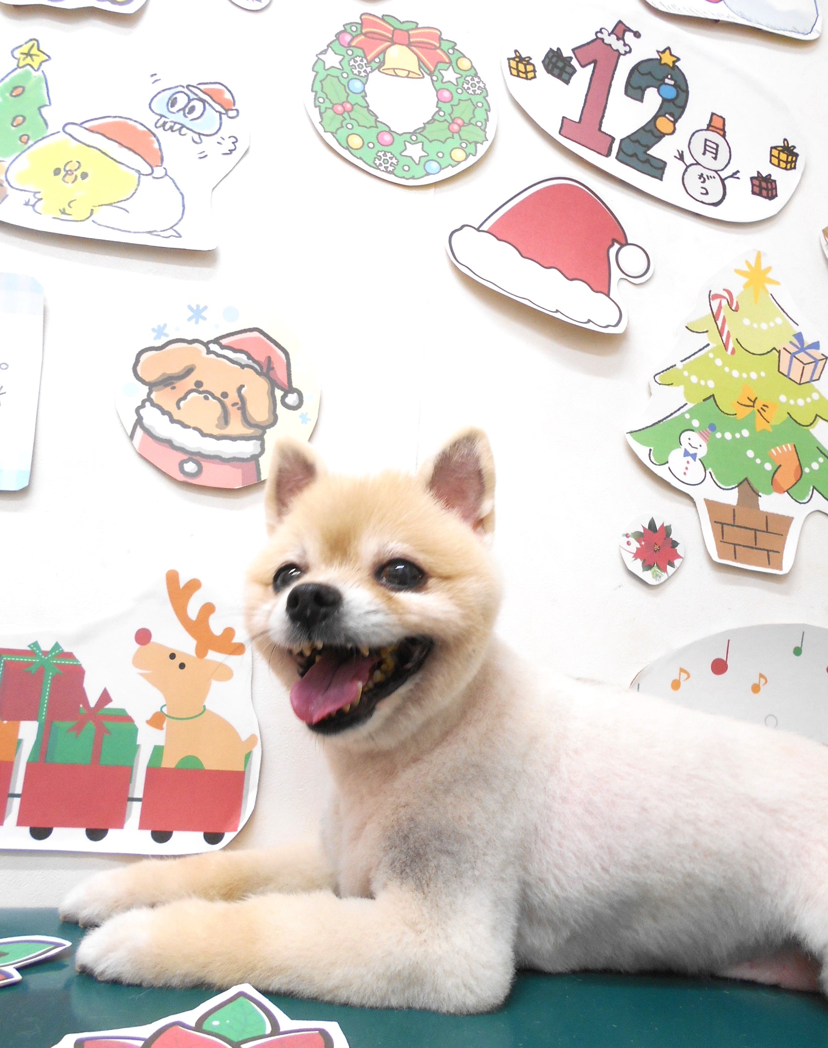 ミックス犬(その他)のトリミングカット シュシュどうぶつ病院の1枚目