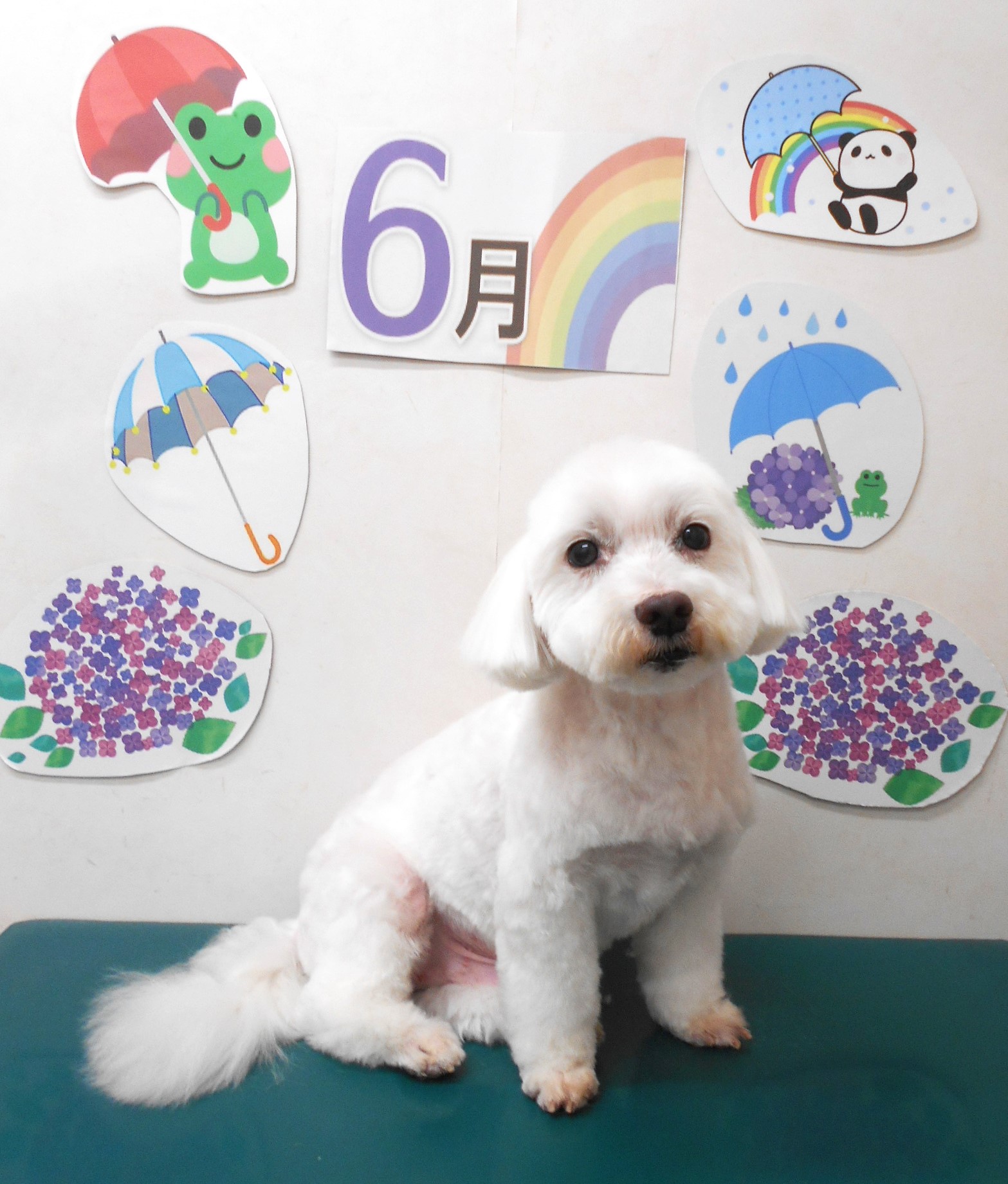 ミックス犬(その他)のトリミングカット シュシュどうぶつ病院の1枚目