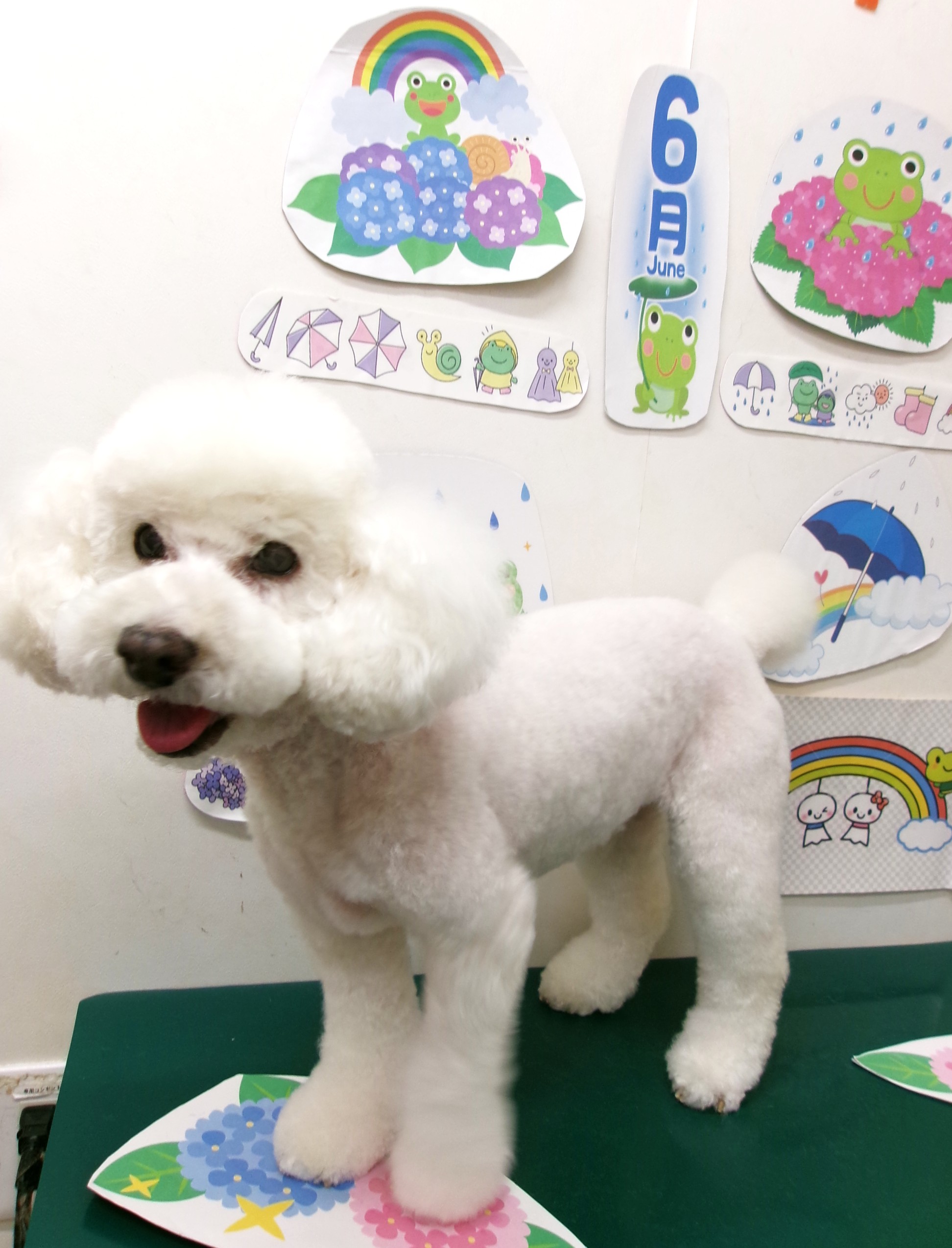 トリミングサロン シュシュどうぶつ病院のトリミングカット-10145の1枚目