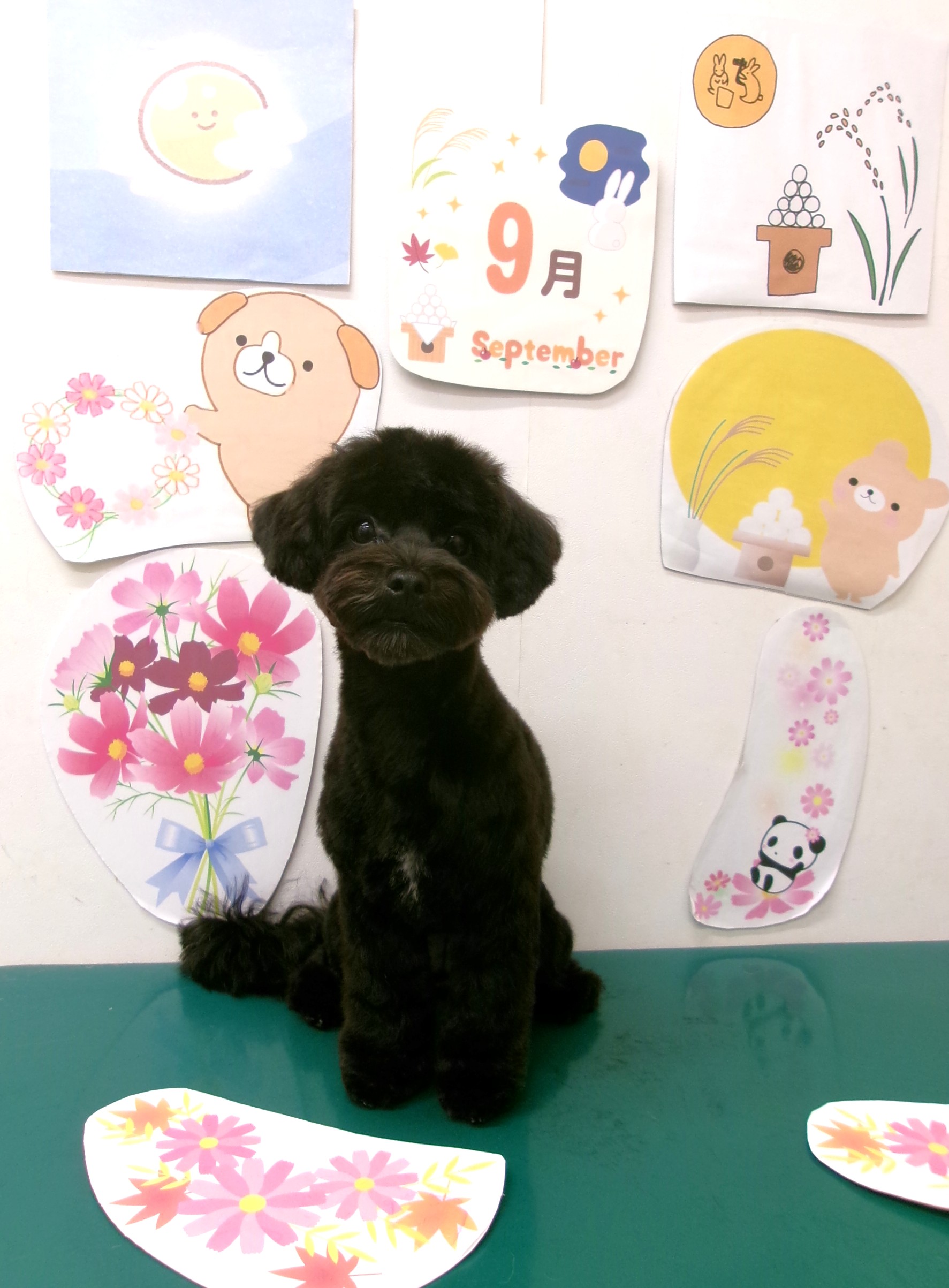 マルプー (マルチーズ×トイプードル)のトリミングカット シュシュどうぶつ病院の1枚目