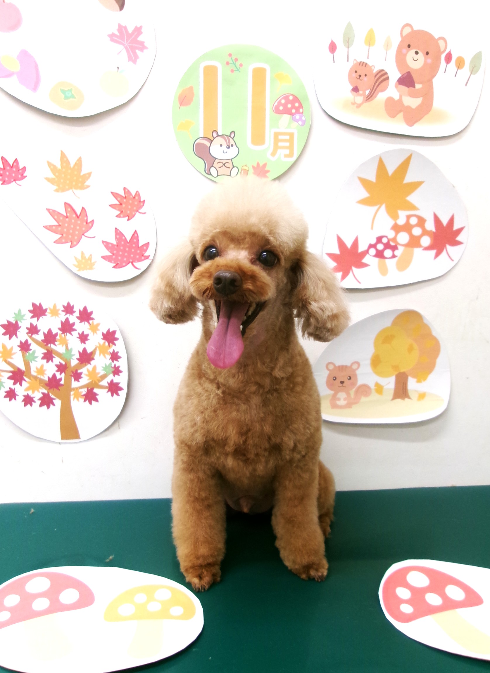 トリミングサロン シュシュどうぶつ病院のトリミングカット-10564の1枚目