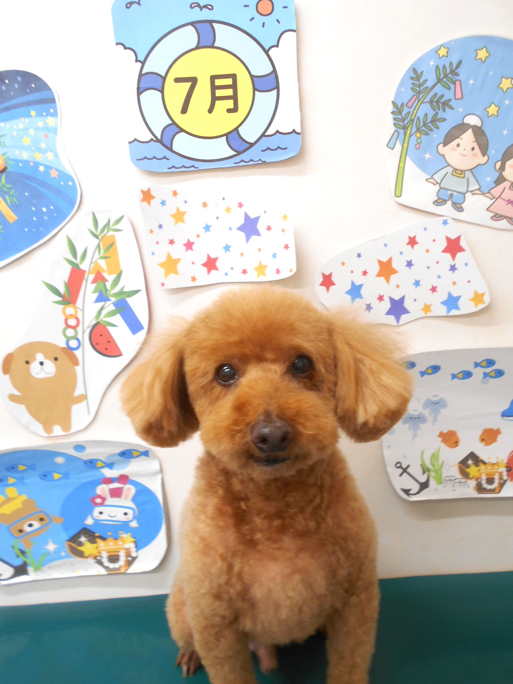 トイプードルのトリミングカット シュシュどうぶつ病院の1枚目