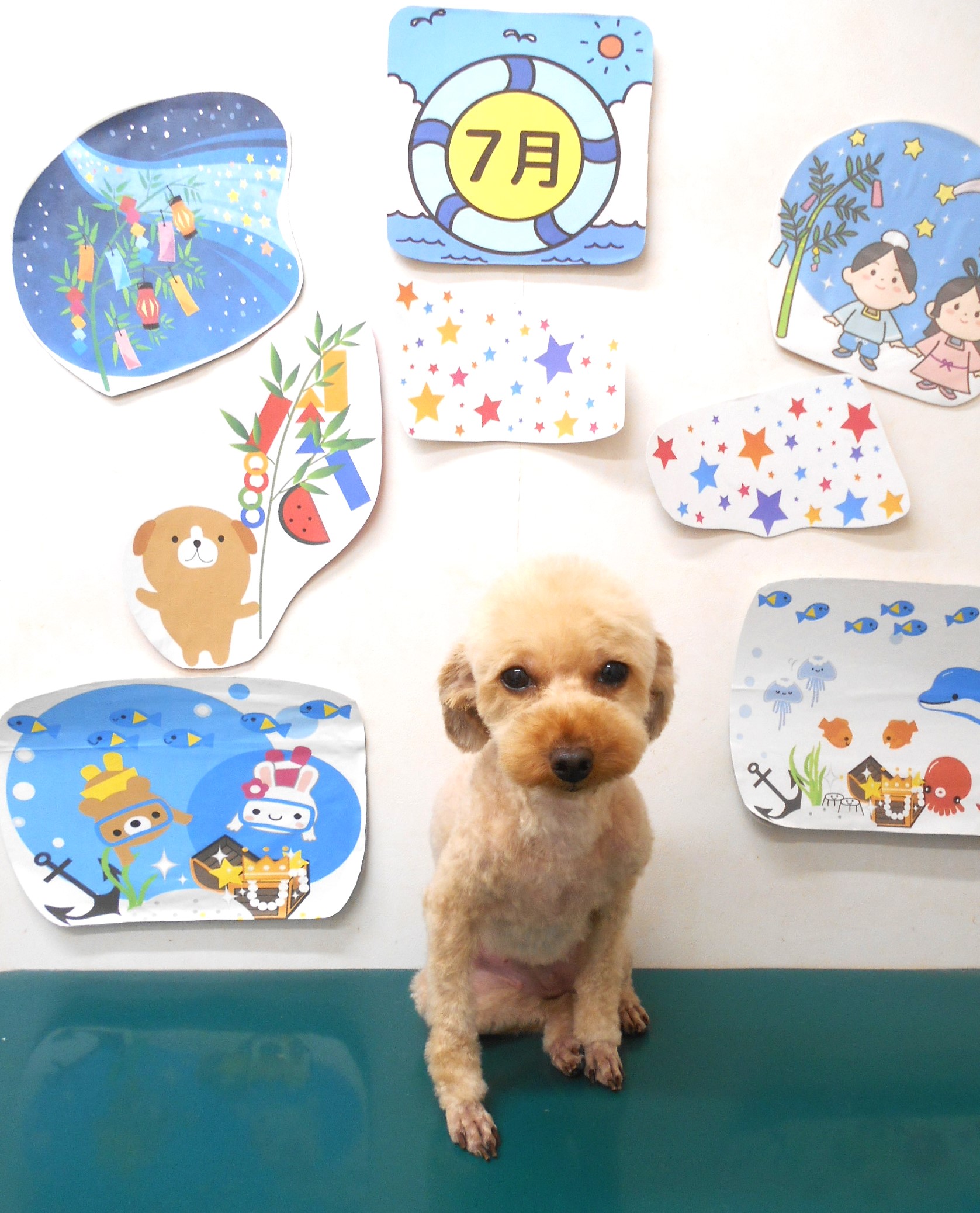 トイプードルのトリミングカット シュシュどうぶつ病院の1枚目