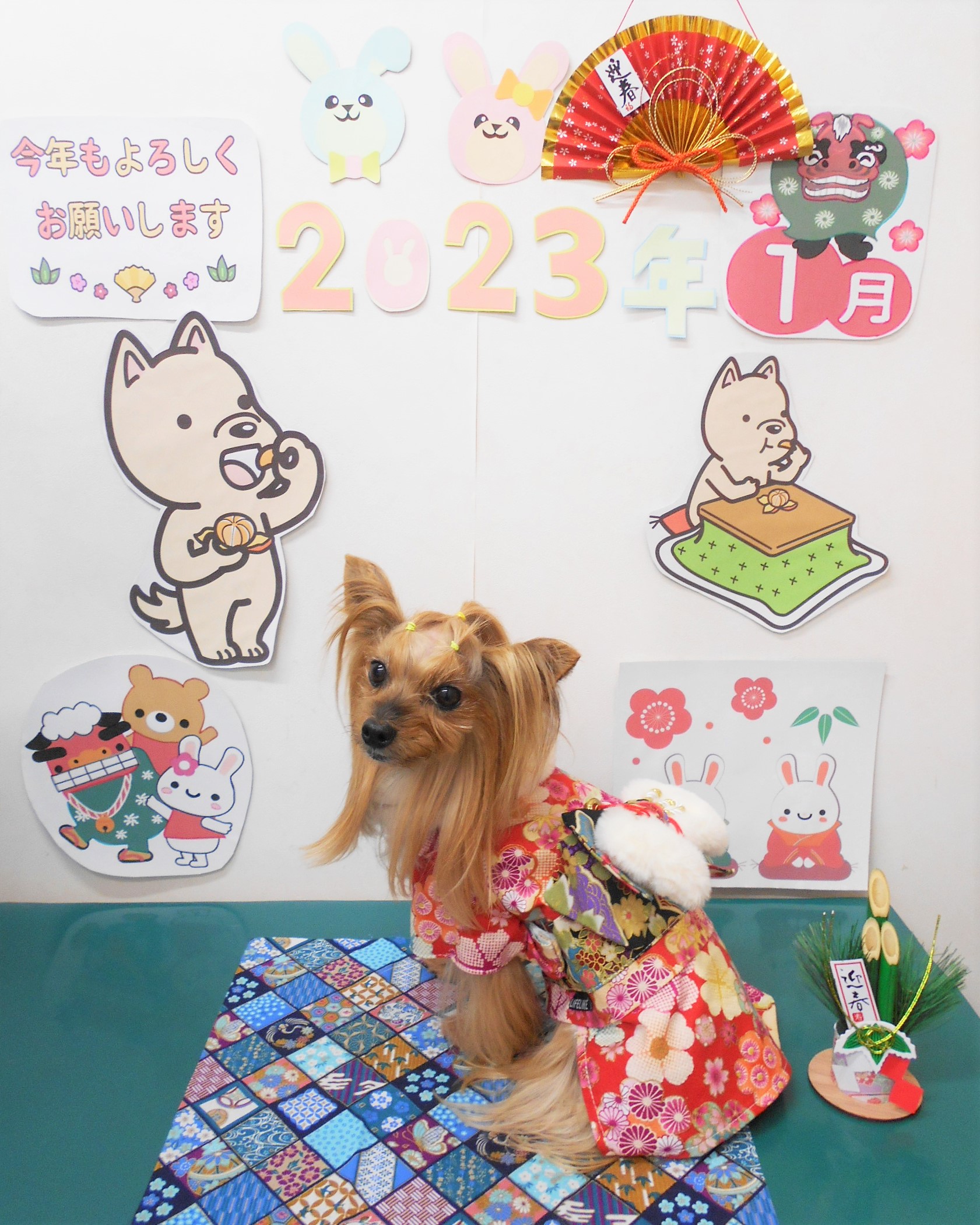 ヨークシャーテリアのトリミングカット シュシュどうぶつ病院の1枚目
