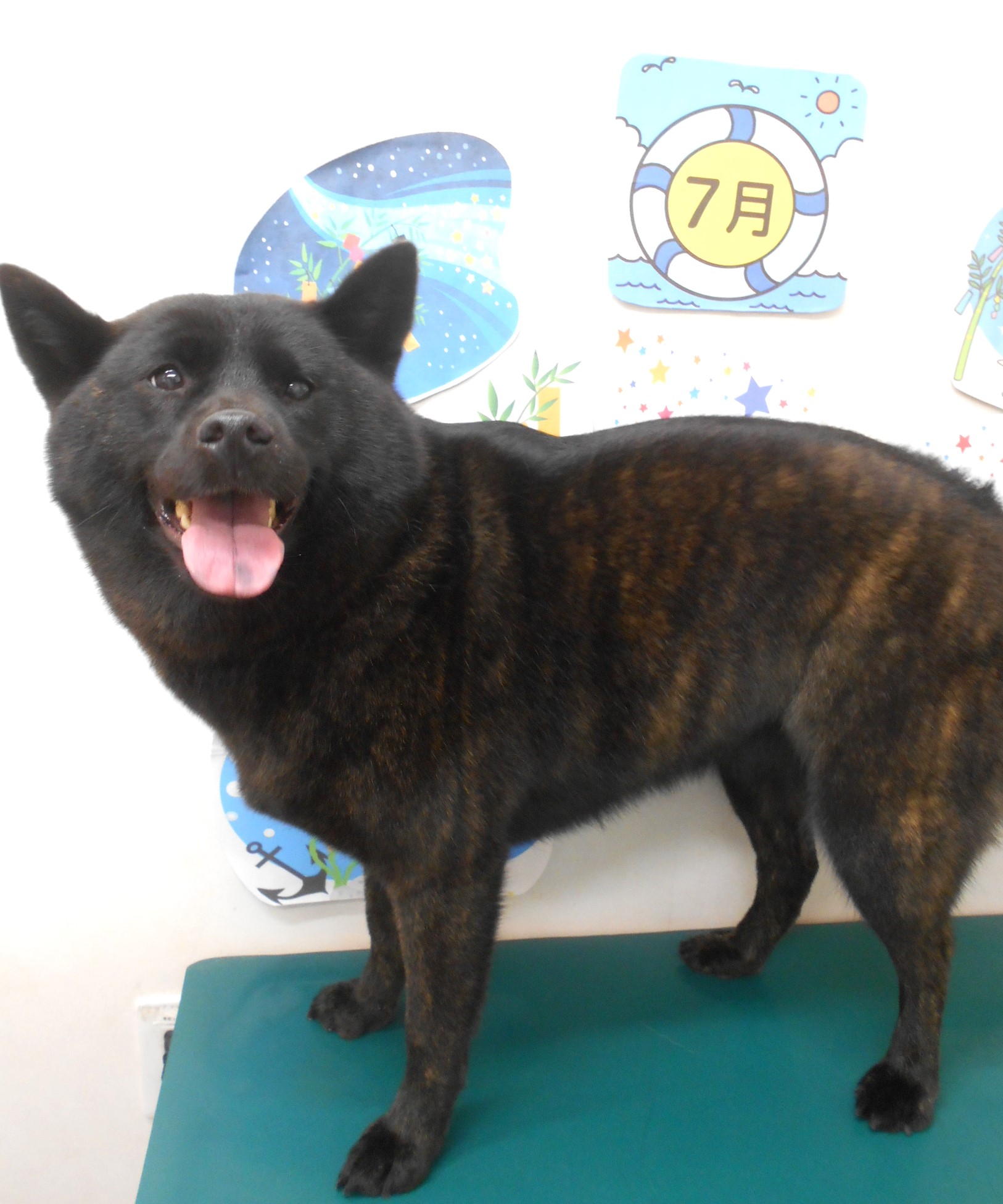 甲斐犬のトリミングカット シュシュどうぶつ病院の1枚目