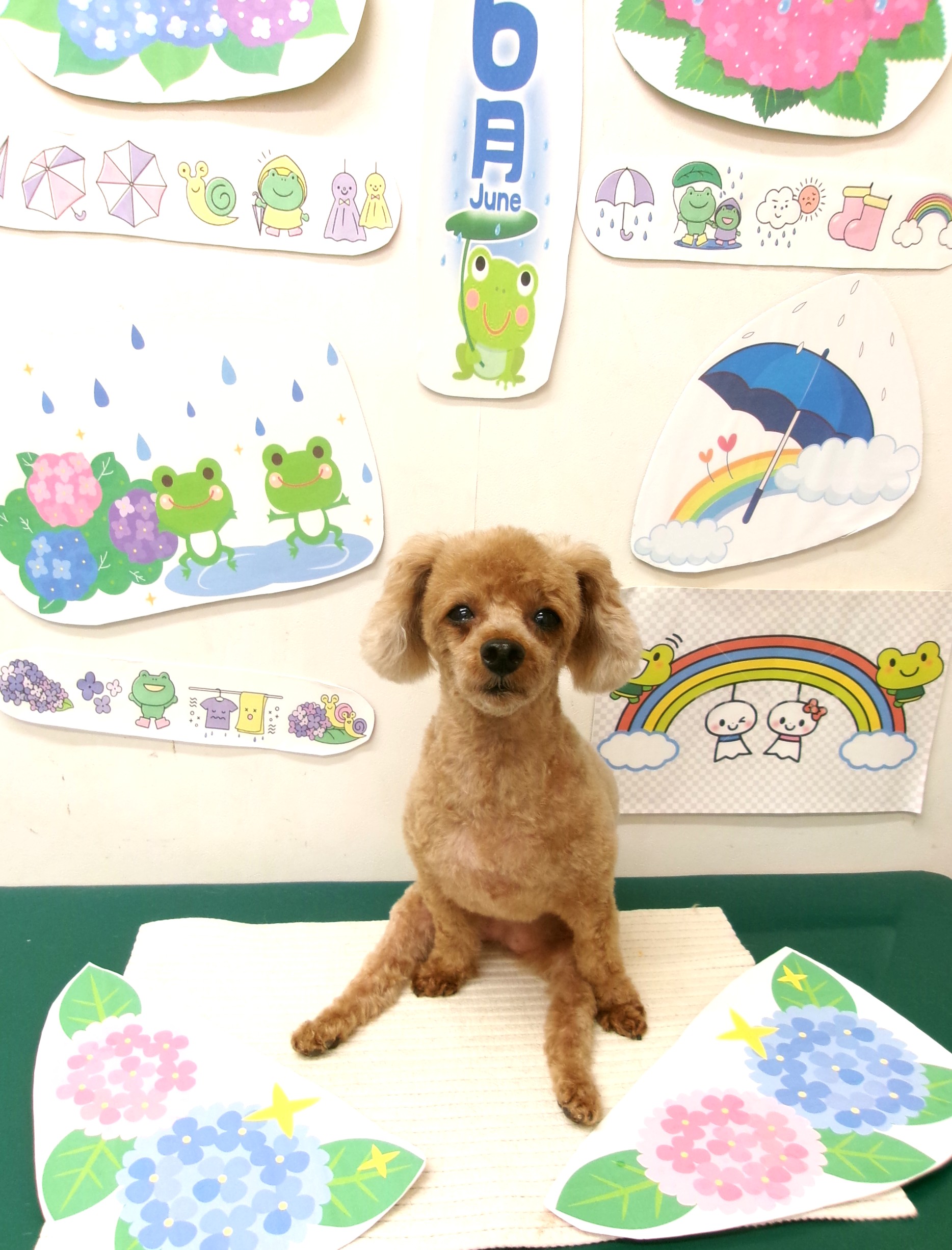 トリミングサロン シュシュどうぶつ病院のトリミングカット-10154の1枚目
