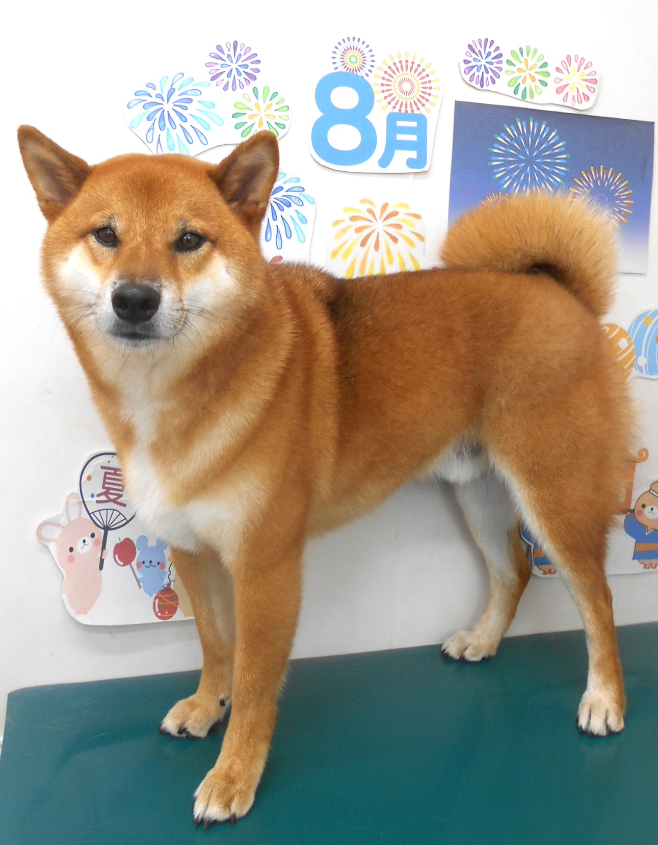 柴犬のトリミングカット シュシュどうぶつ病院の1枚目