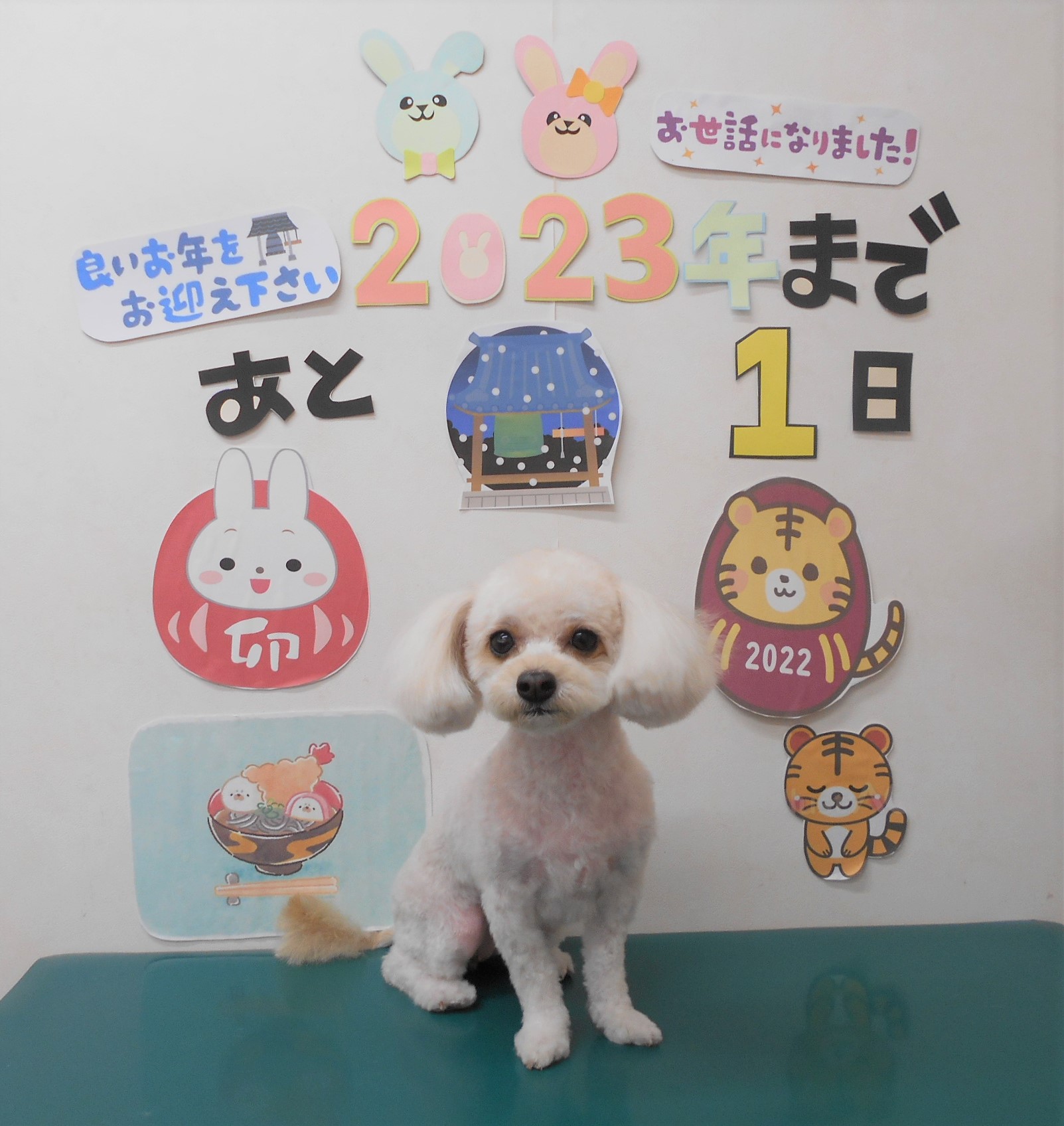 ミックス犬(その他)のトリミングカット シュシュどうぶつ病院の1枚目