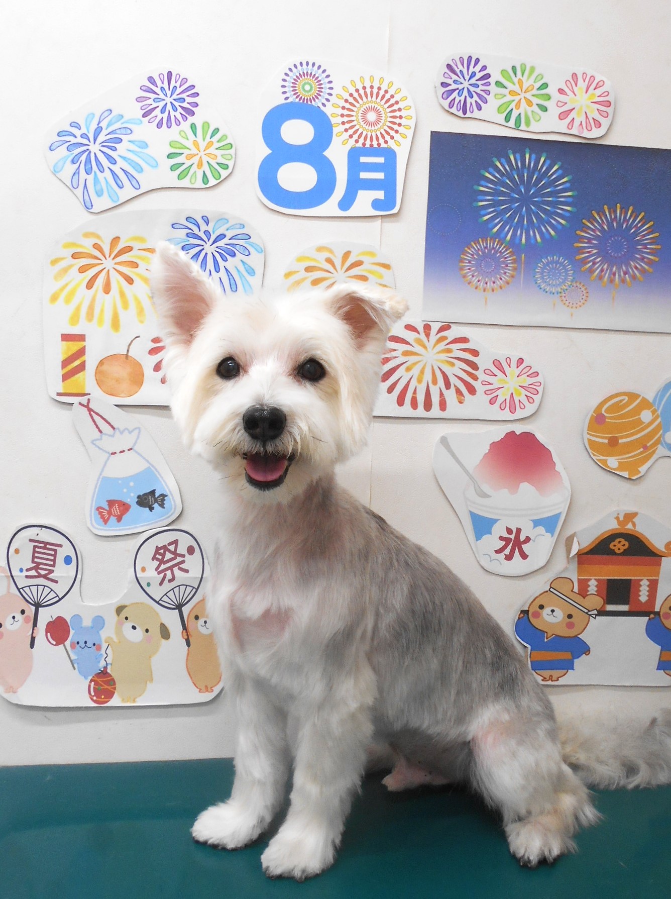 ミックス犬(その他)のトリミングカット シュシュどうぶつ病院の1枚目