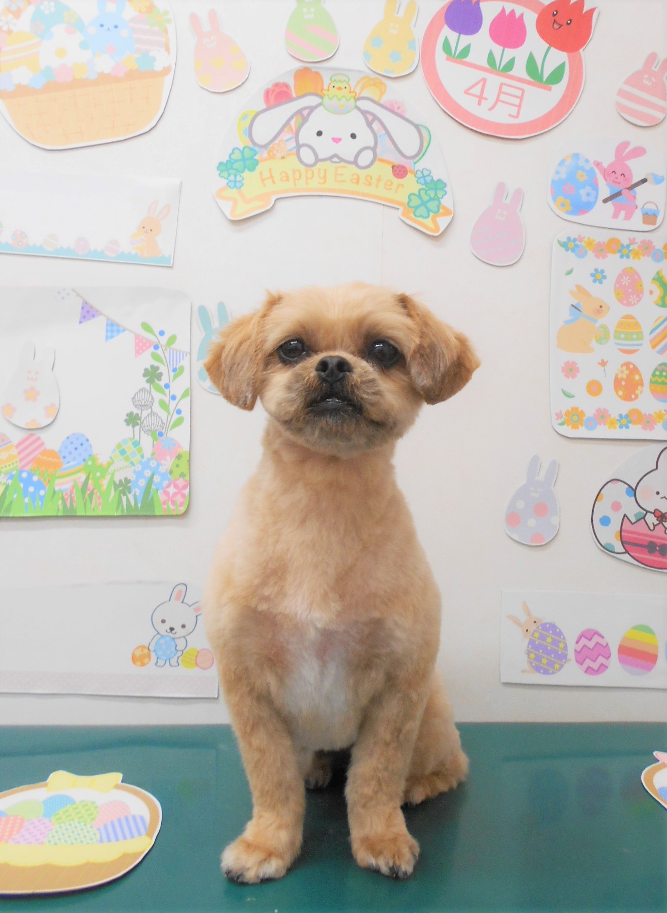 ミックス犬(その他)のトリミングカット シュシュどうぶつ病院の1枚目