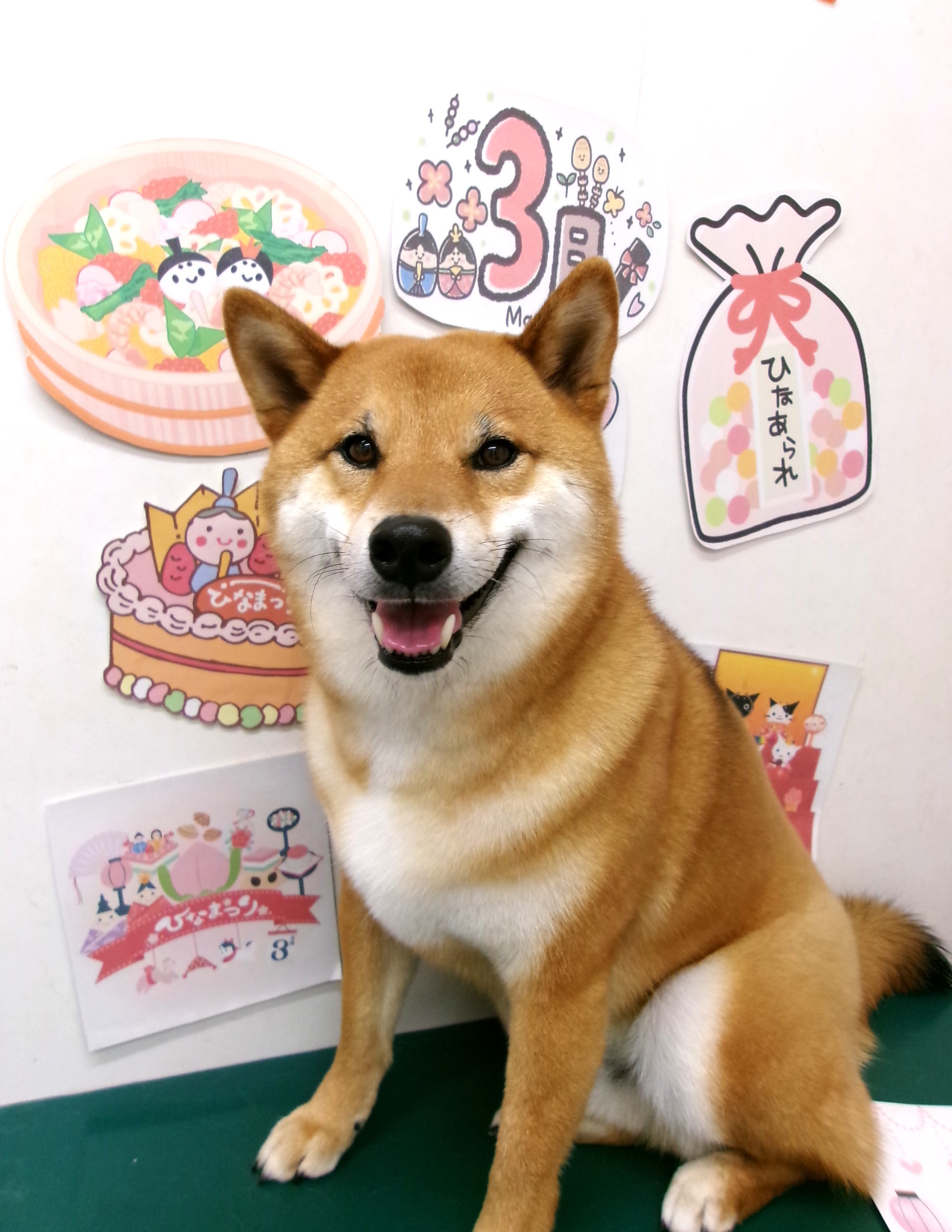 トリミングサロン シュシュどうぶつ病院のトリミングカット-9825の1枚目