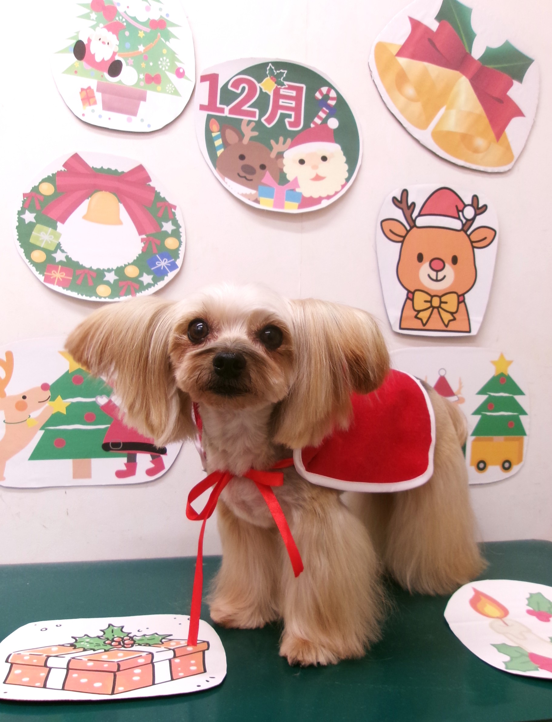 カット例 - シュシュどうぶつ病院