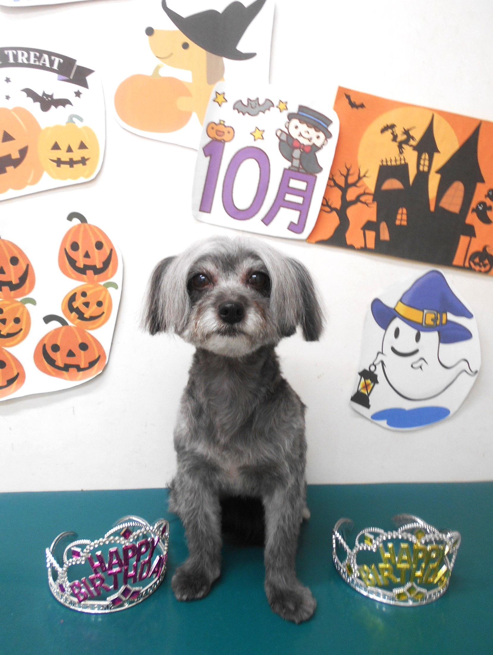 ミックス犬(その他)のトリミングカット シュシュどうぶつ病院の1枚目