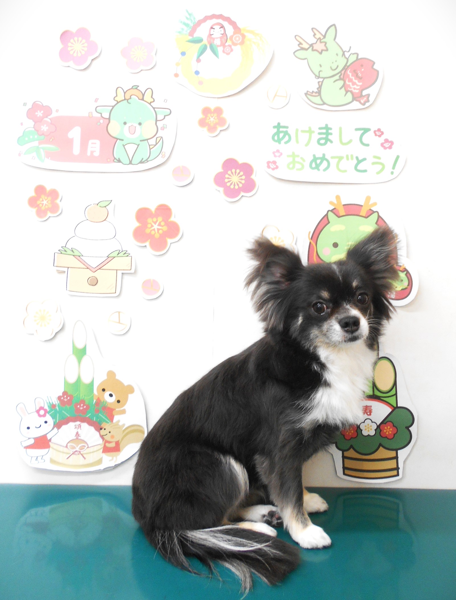 チワワのトリミングカット シュシュどうぶつ病院の1枚目
