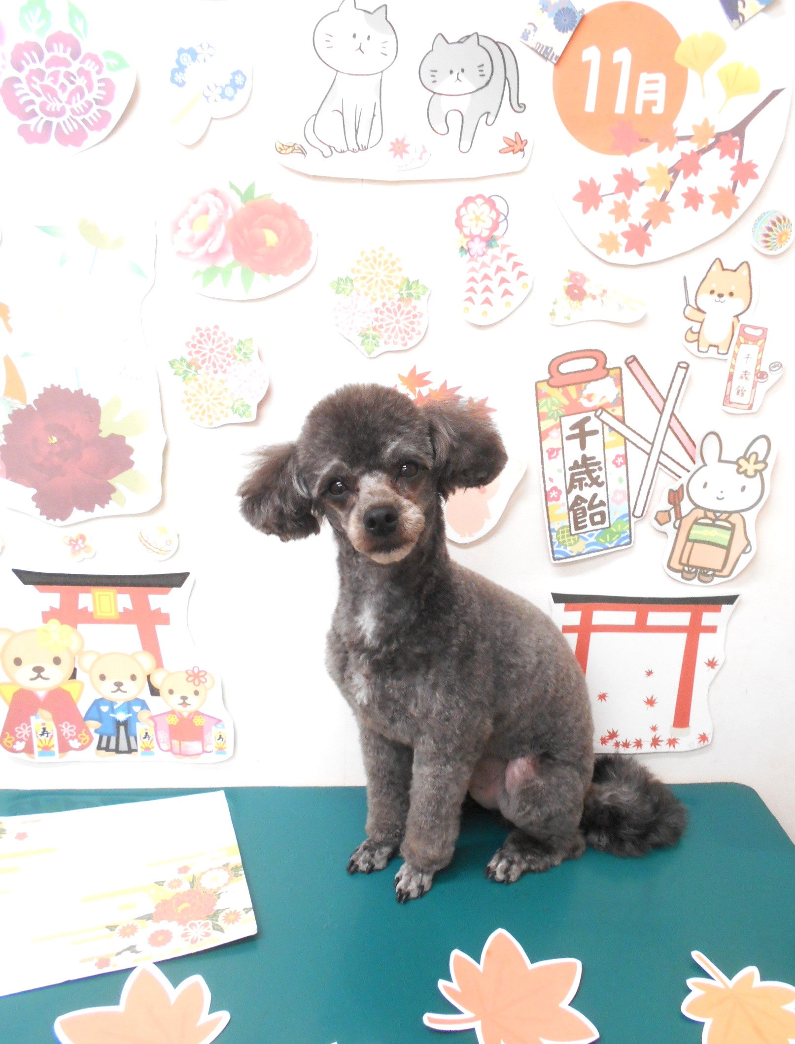 ミックス犬(その他)のトリミングカット シュシュどうぶつ病院の1枚目