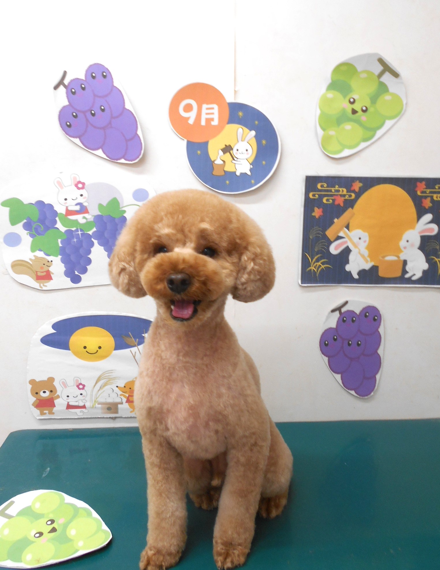 トイプードルのトリミングカット シュシュどうぶつ病院の1枚目