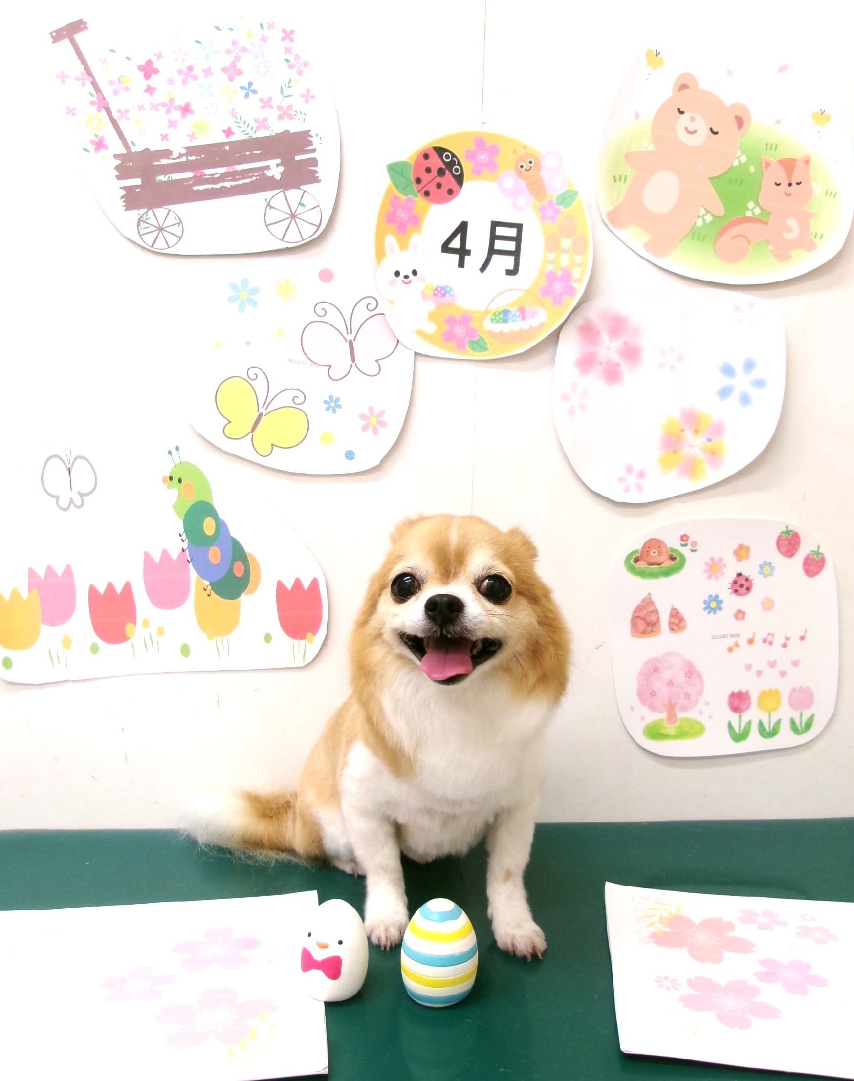 トリミングサロン シュシュどうぶつ病院のトリミングカット-9932の1枚目