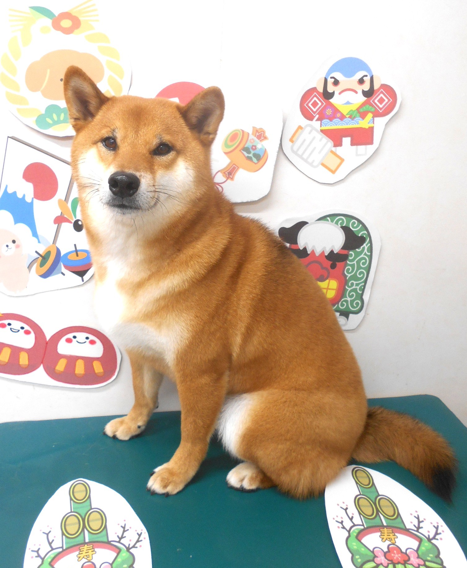 トリミングサロン シュシュどうぶつ病院のトリミングカット-9650の1枚目