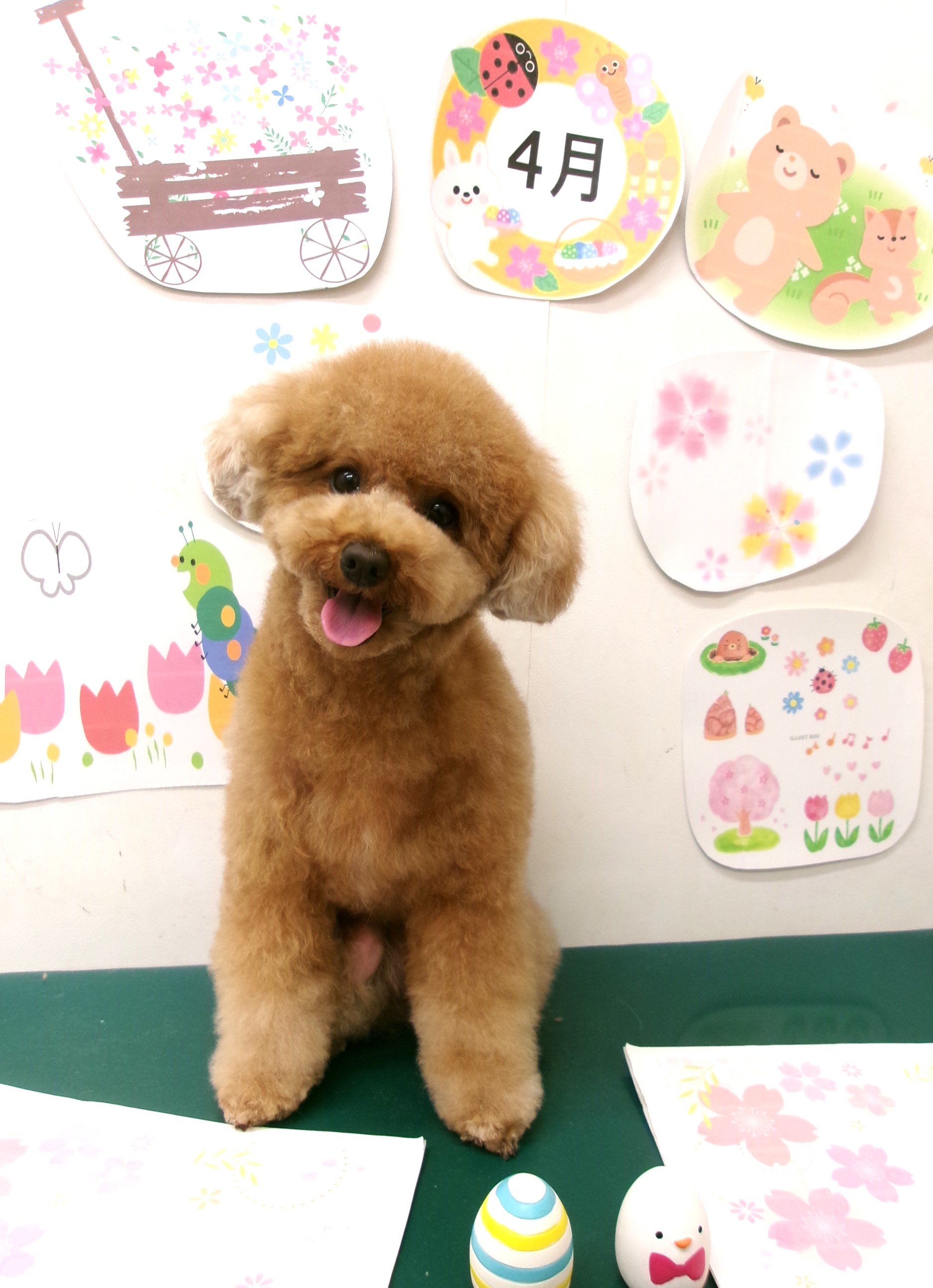 トリミングサロン シュシュどうぶつ病院のトリミングカット-9947の1枚目