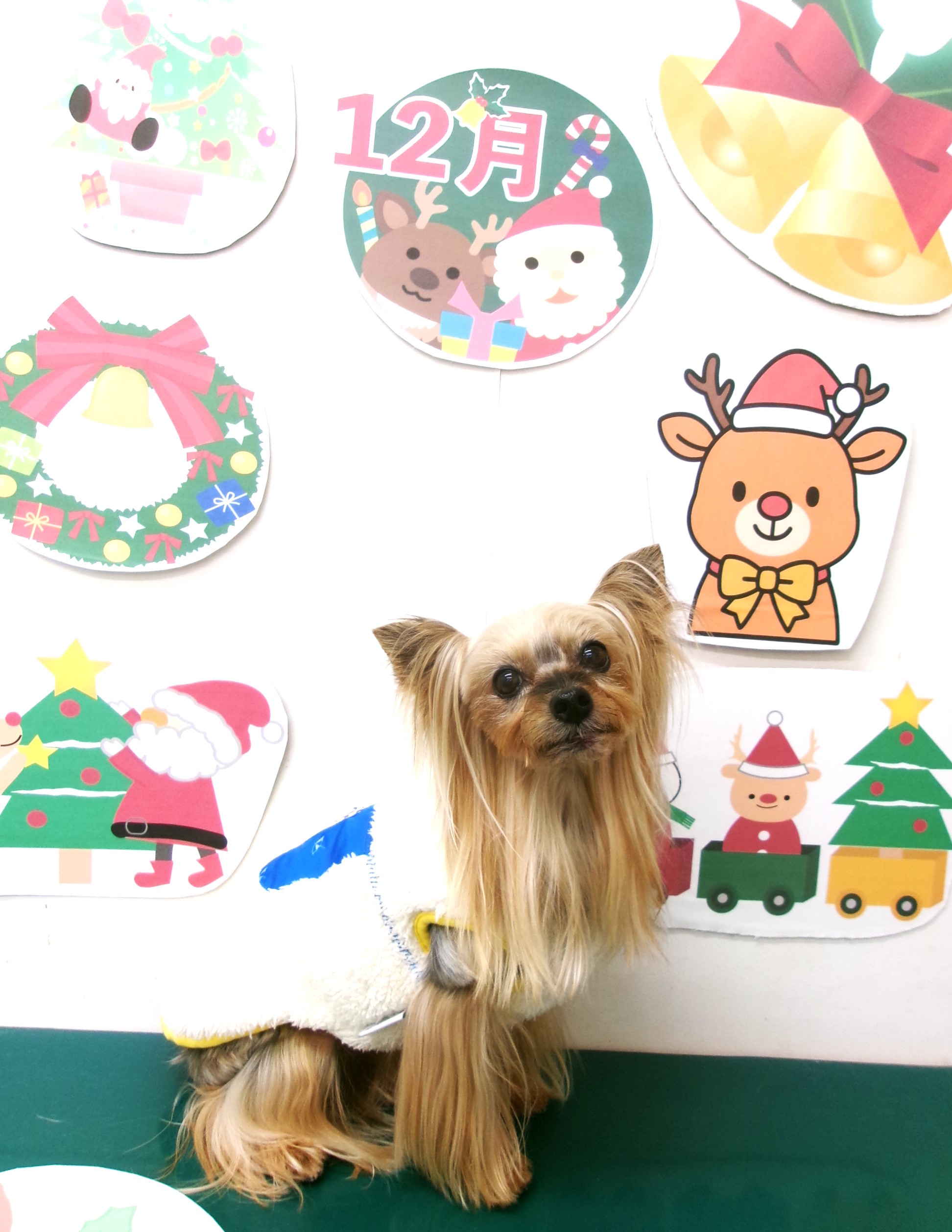 ヨークシャーテリアのトリミングカット シュシュどうぶつ病院の1枚目