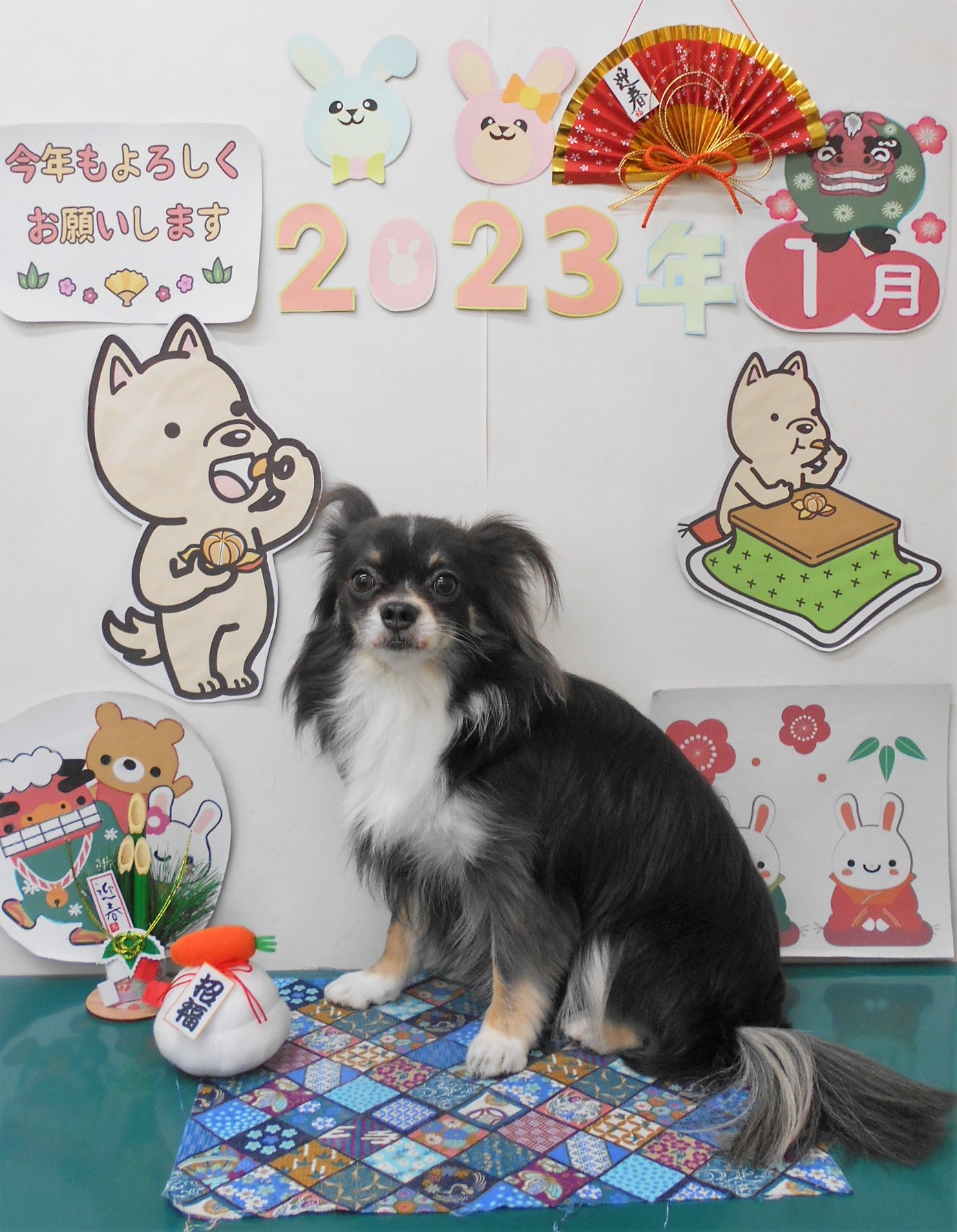 チワワのトリミングカット シュシュどうぶつ病院の1枚目