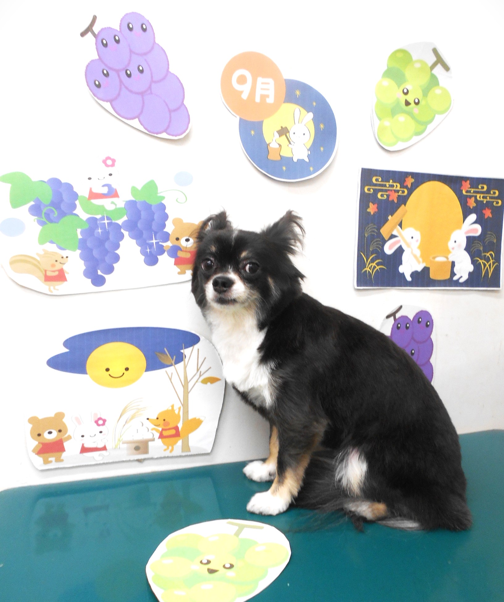 チワワのトリミングカット シュシュどうぶつ病院の1枚目