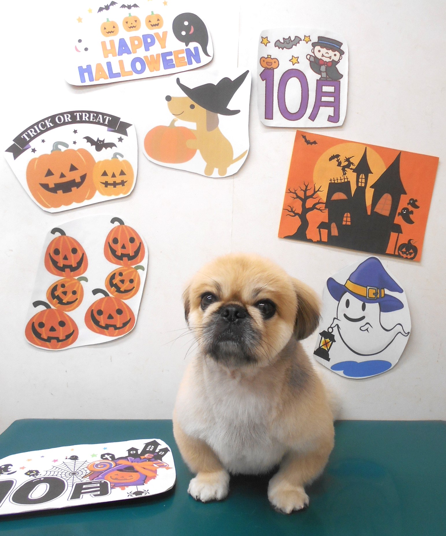 ミックス犬(その他)のトリミングカット シュシュどうぶつ病院の1枚目