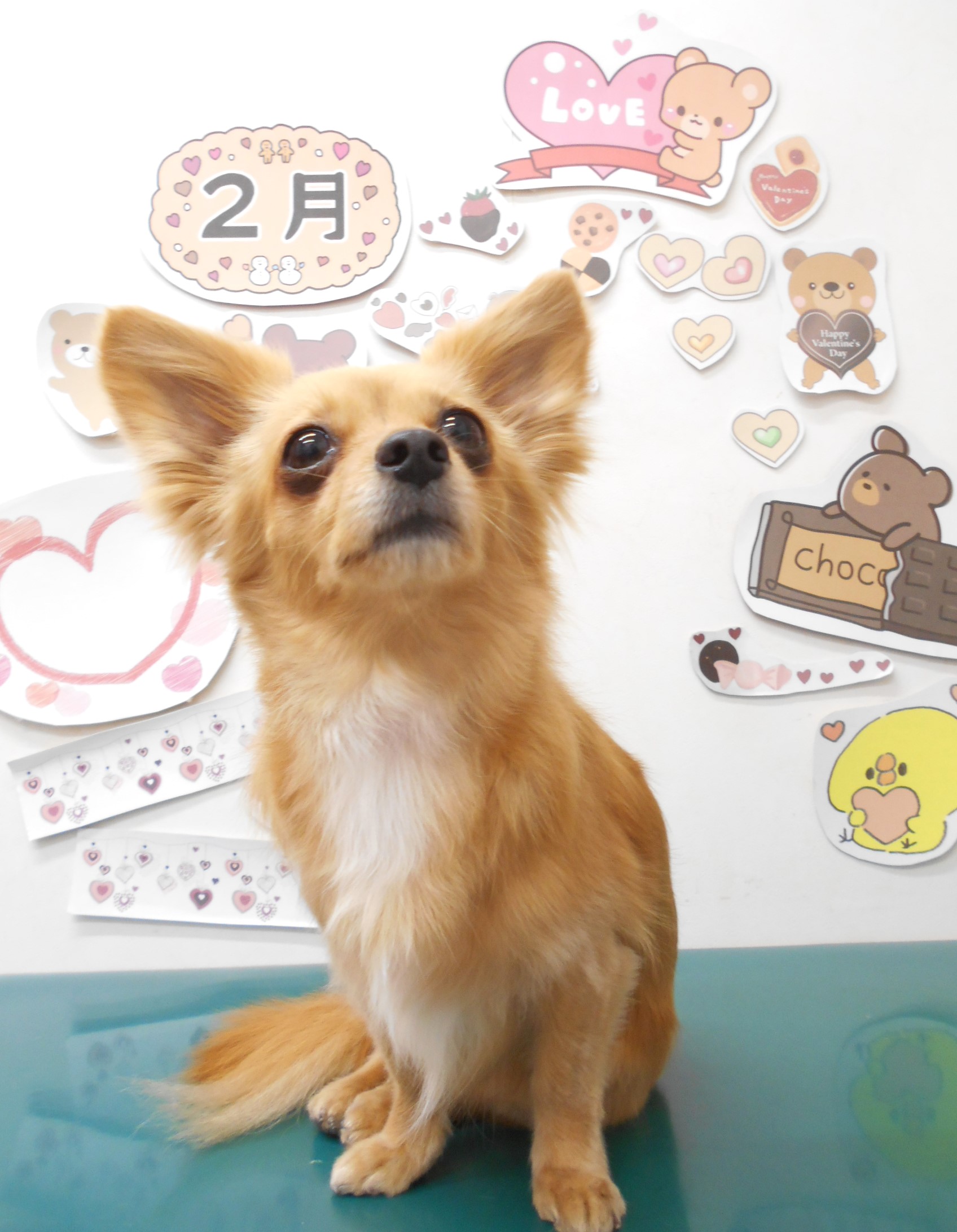 ミックス犬(その他)のトリミングカット シュシュどうぶつ病院の1枚目