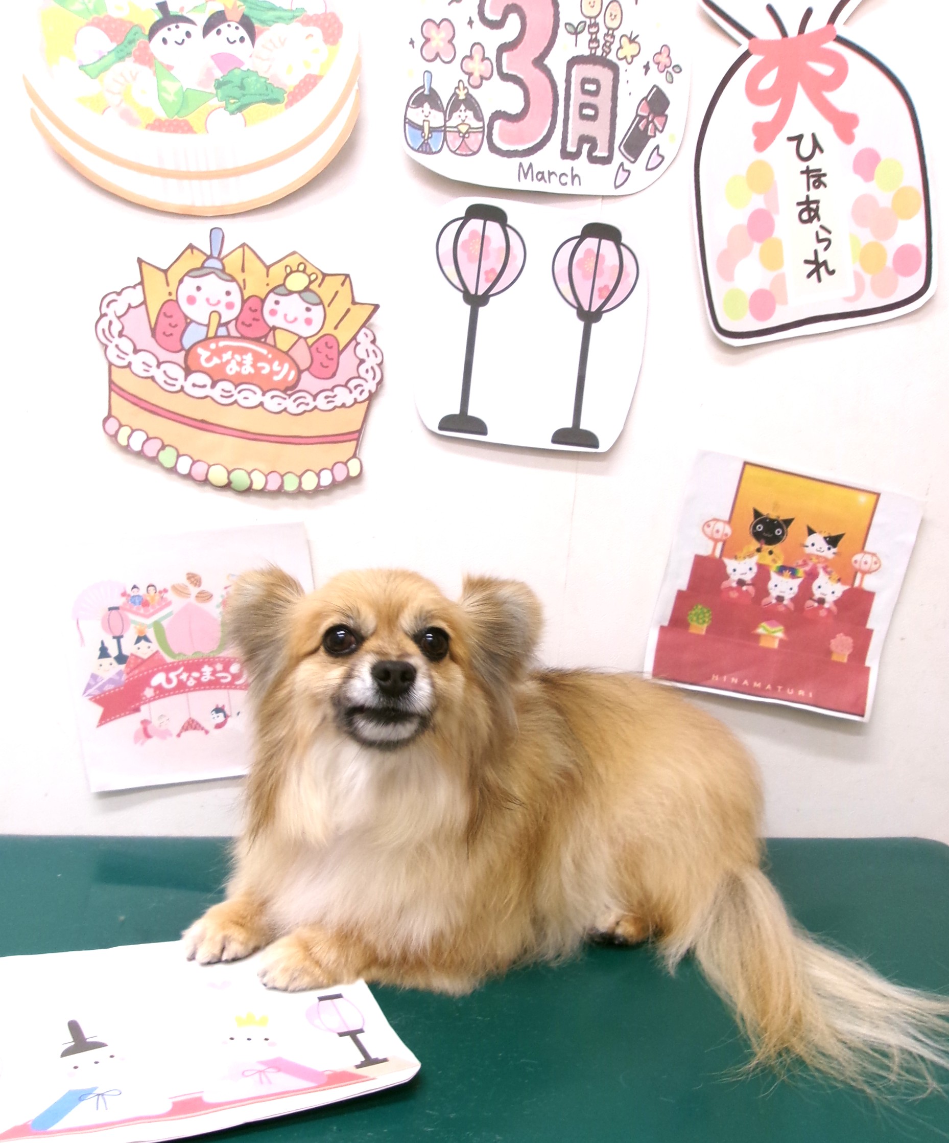 トリミングサロン シュシュどうぶつ病院のトリミングカット-9874の1枚目