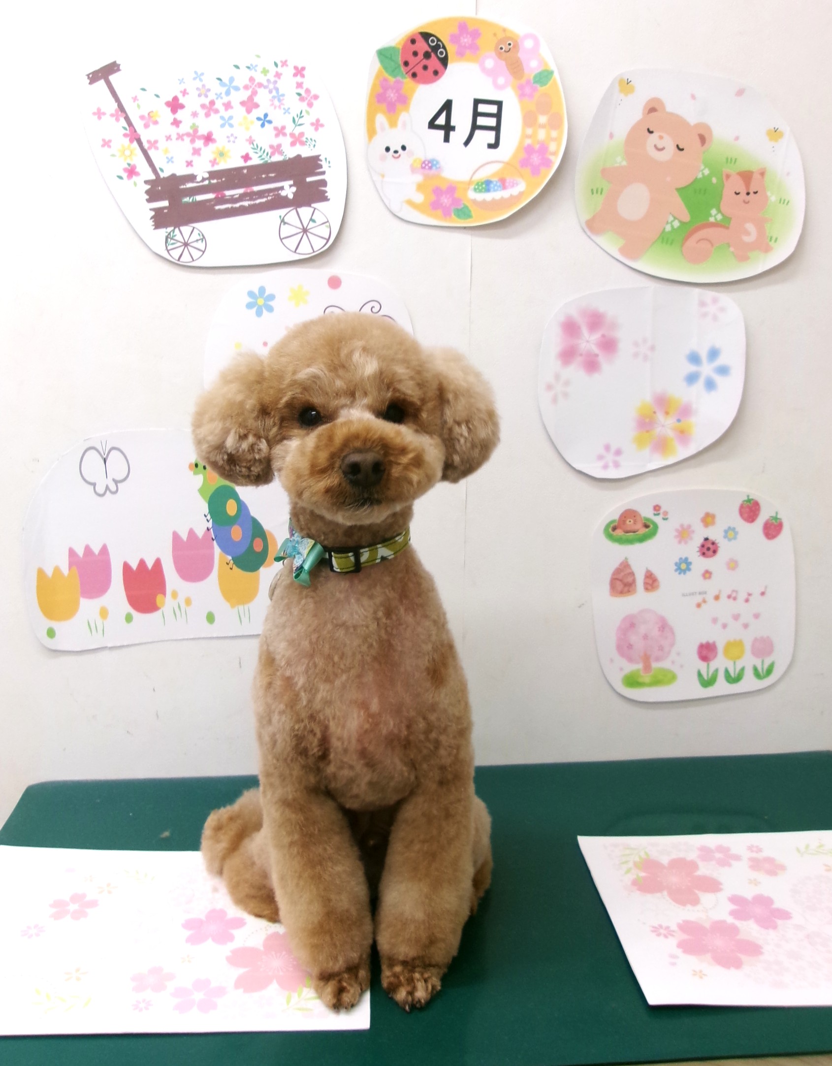 ティーカッププードルのトリミングカット シュシュどうぶつ病院の1枚目