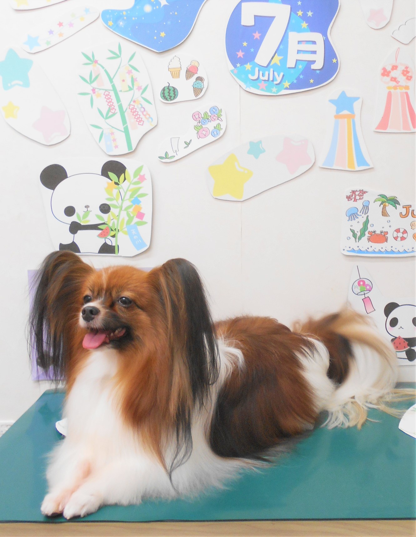パピヨンのトリミングカット シュシュどうぶつ病院の1枚目
