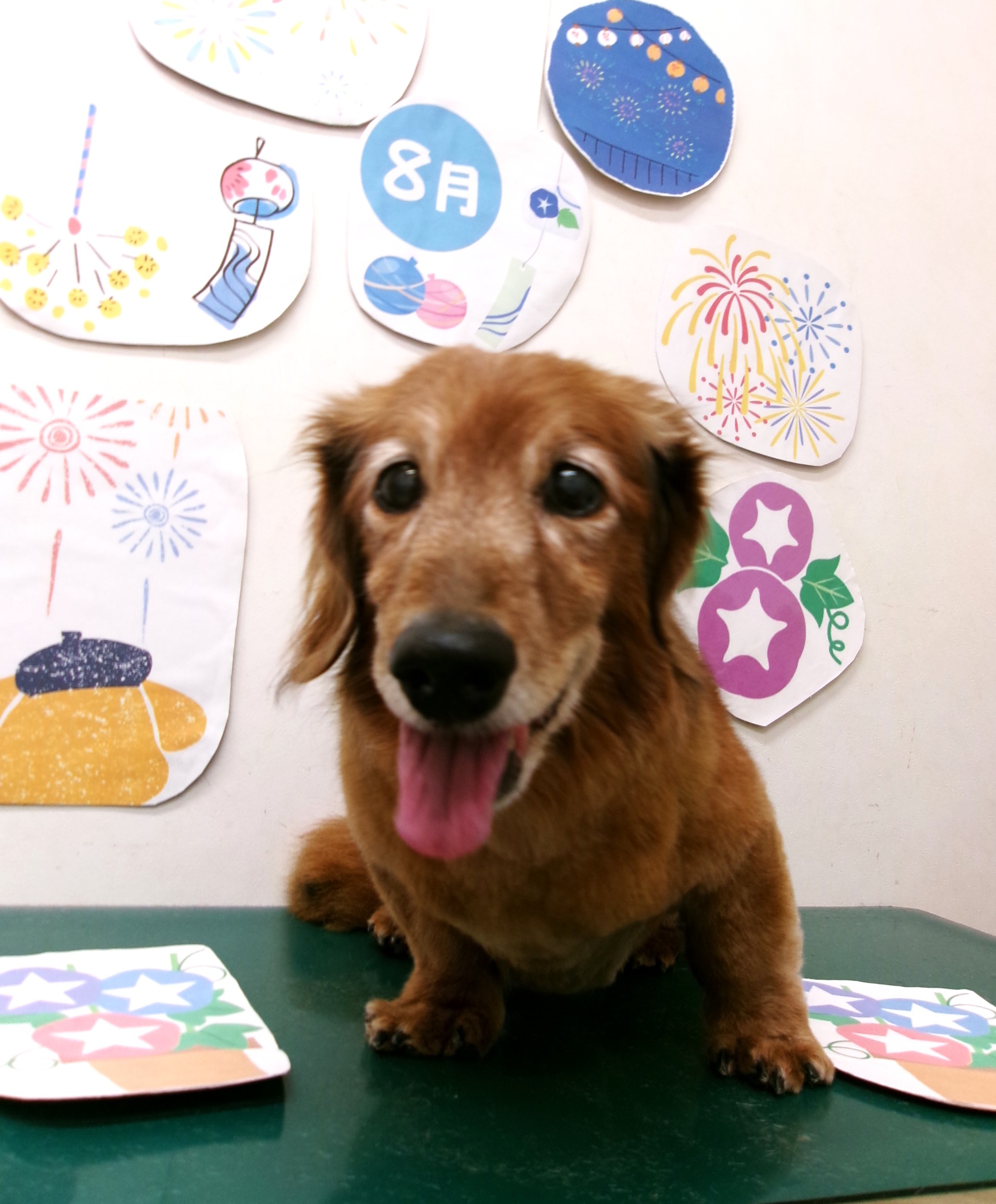 トリミングサロン シュシュどうぶつ病院のトリミングカット-10316の1枚目