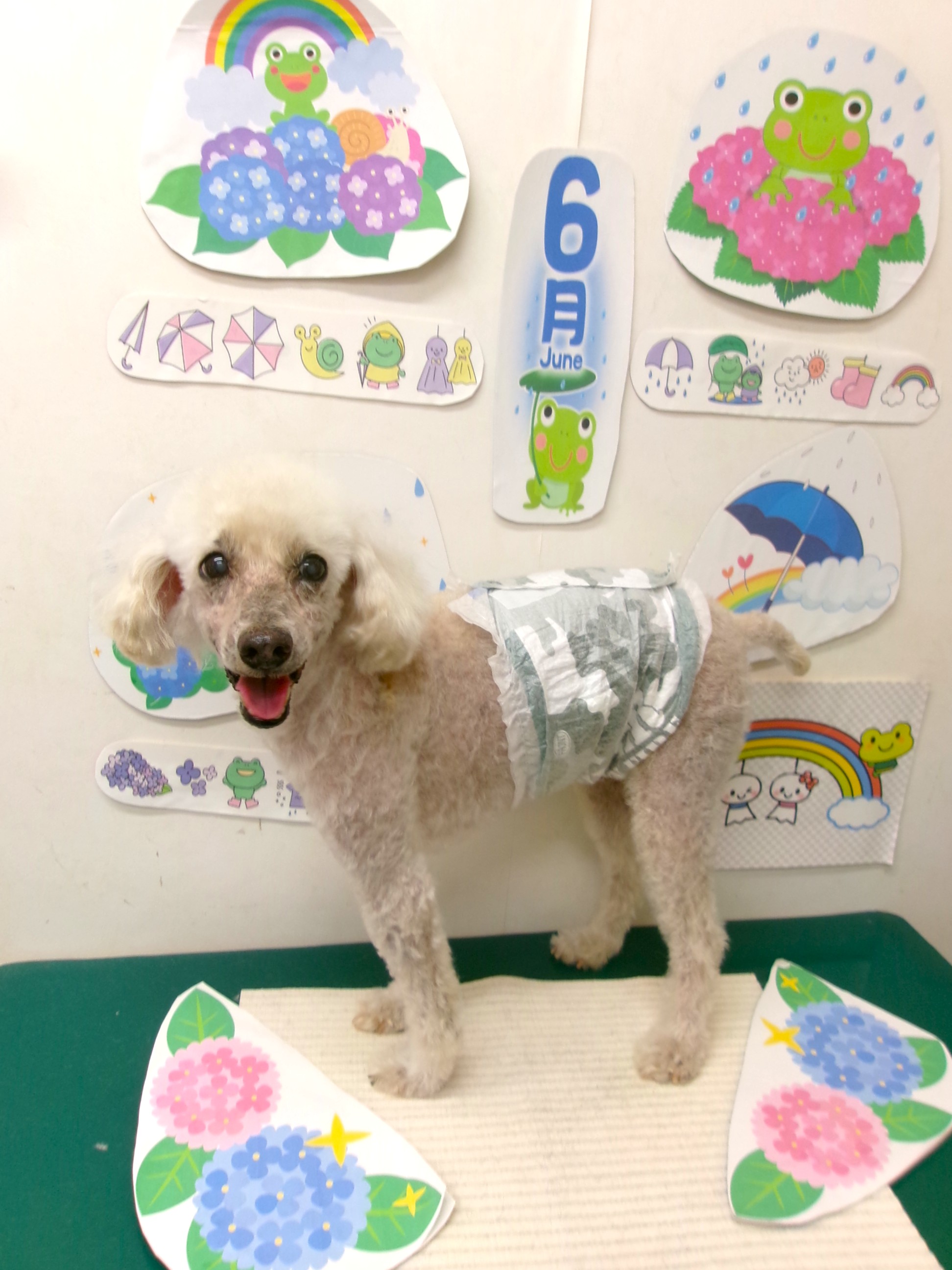 トリミングサロン シュシュどうぶつ病院のトリミングカット-10132の1枚目