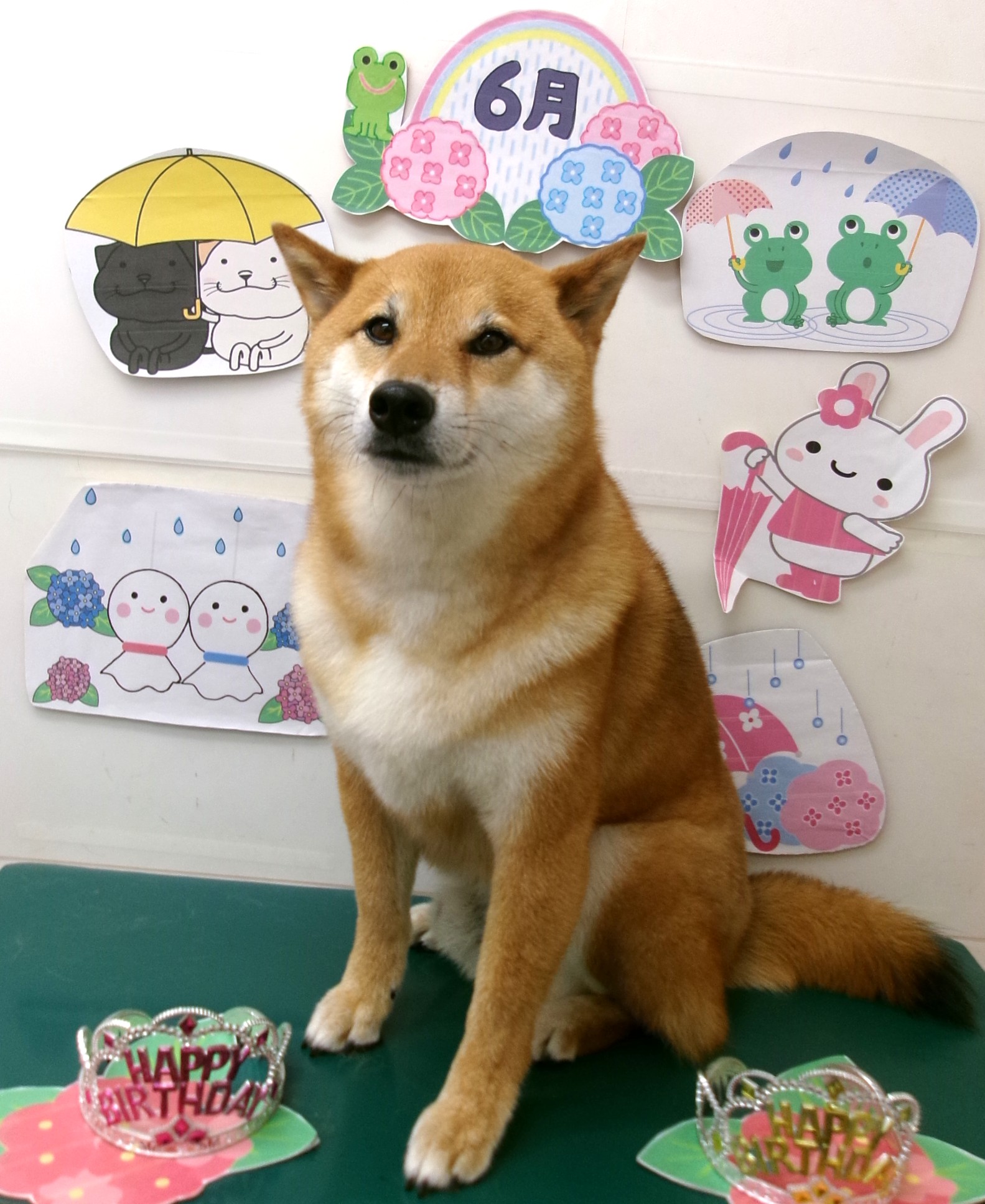 柴犬のトリミングカット シュシュどうぶつ病院の1枚目