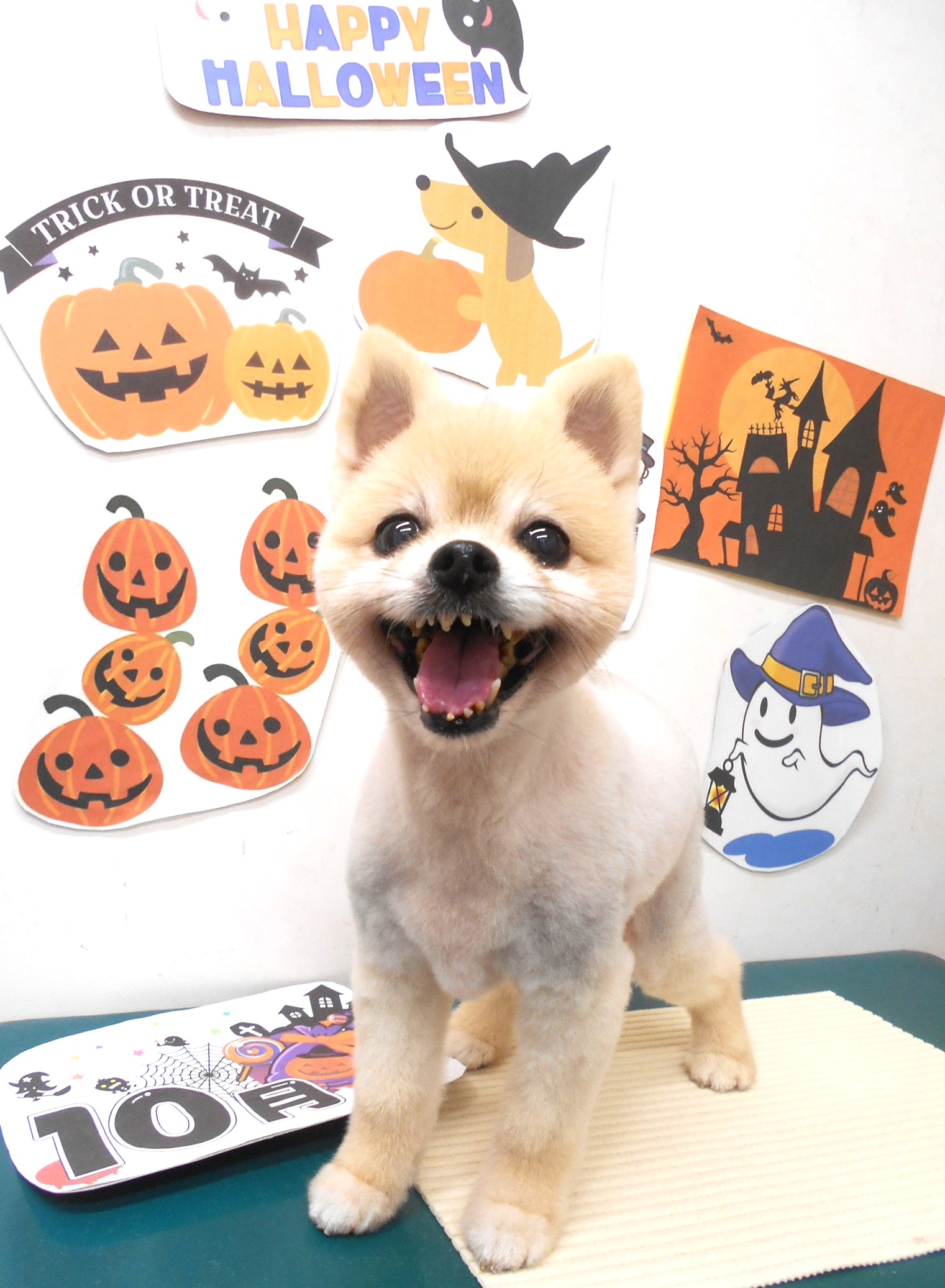 ミックス犬(その他)のトリミングカット シュシュどうぶつ病院の1枚目