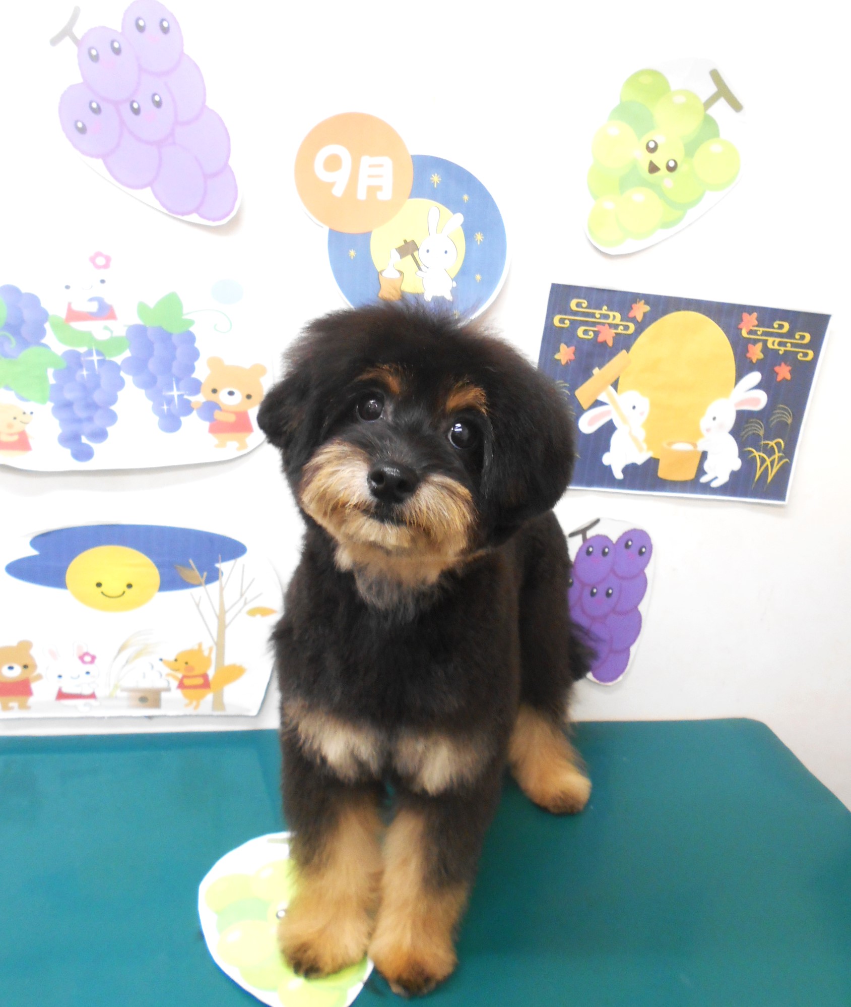 ミックス犬(その他)のトリミングカット シュシュどうぶつ病院の1枚目