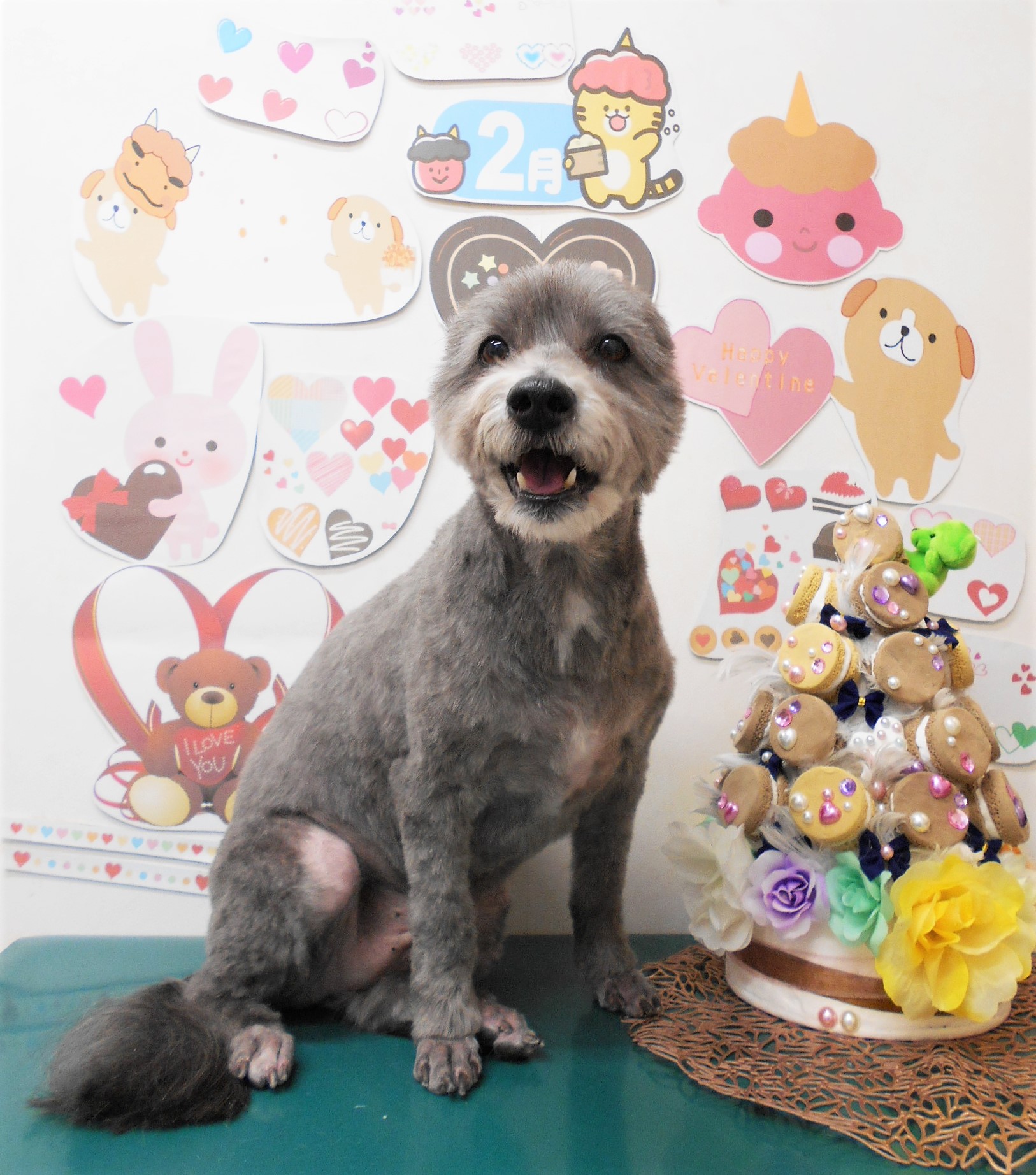 ミックス犬(その他)のトリミングカット シュシュどうぶつ病院の1枚目