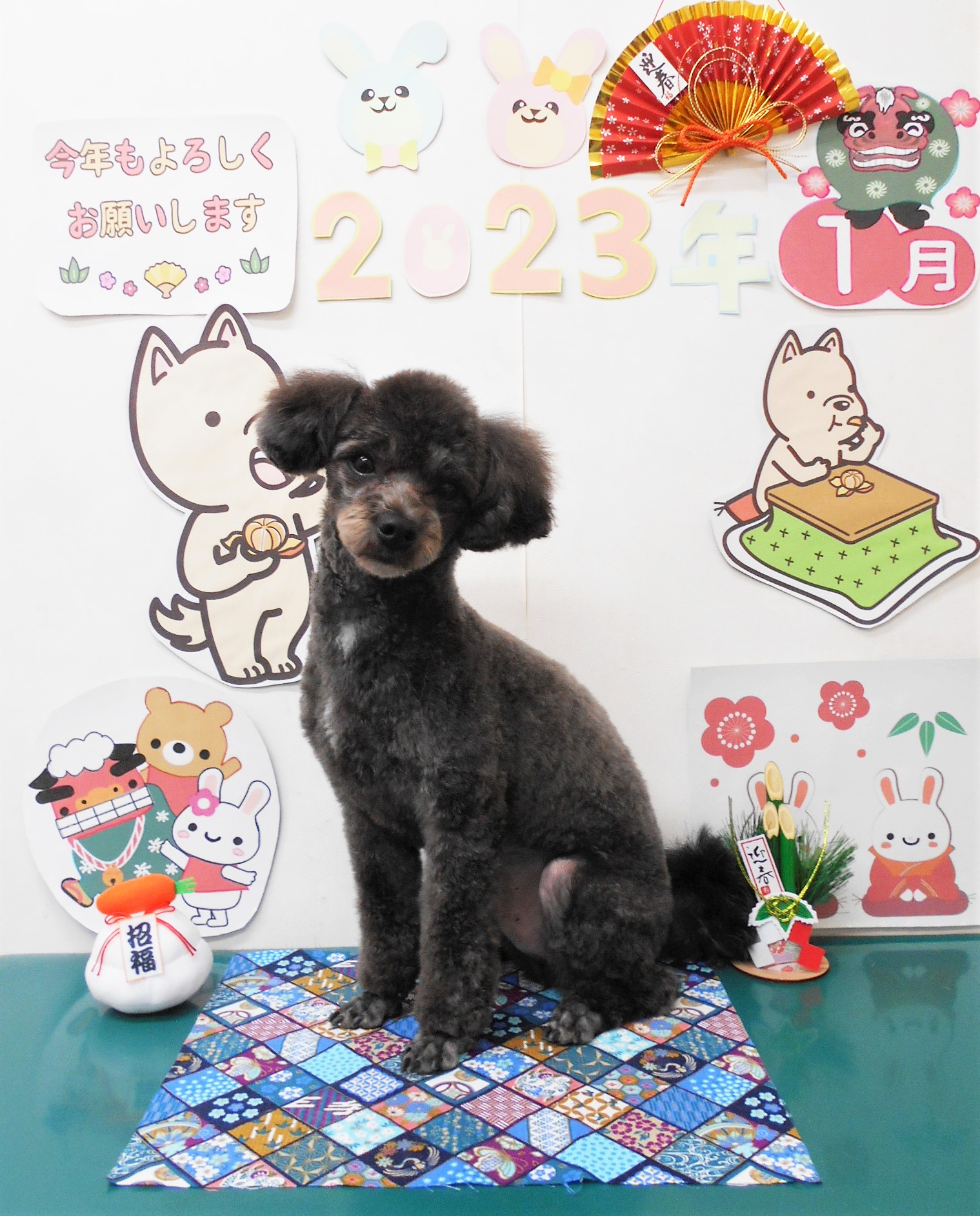 ミックス犬(その他)のトリミングカット シュシュどうぶつ病院の1枚目