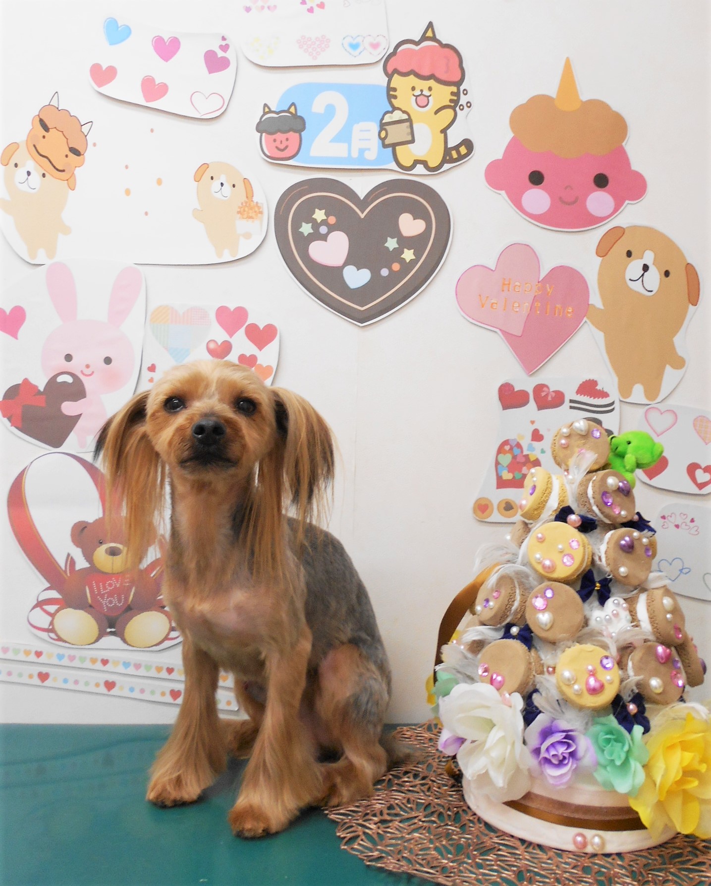 ヨークシャーテリアのトリミングカット シュシュどうぶつ病院の1枚目
