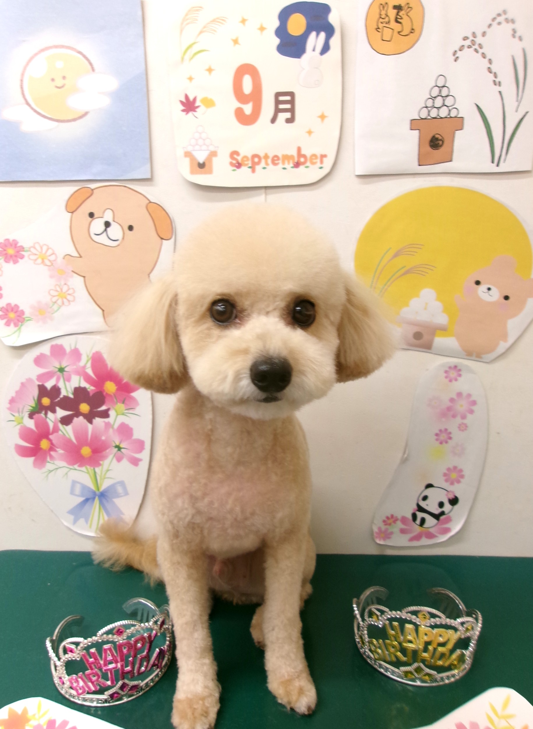 マルプー (マルチーズ×トイプードル)のトリミングカット シュシュどうぶつ病院の1枚目