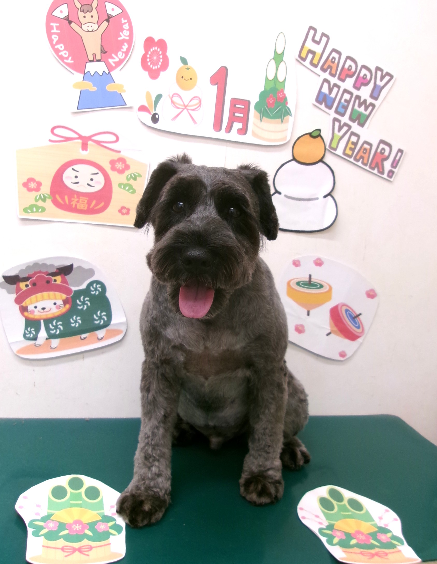 ミニチュアシュナウザーのトリミングカット シュシュどうぶつ病院の1枚目