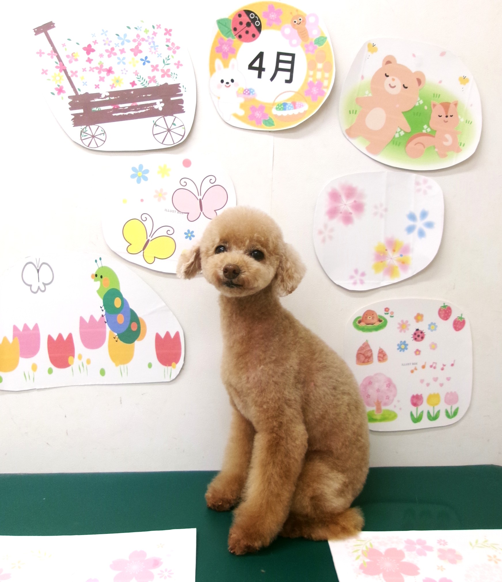 トリミングサロン シュシュどうぶつ病院のトリミングカット-9908の1枚目
