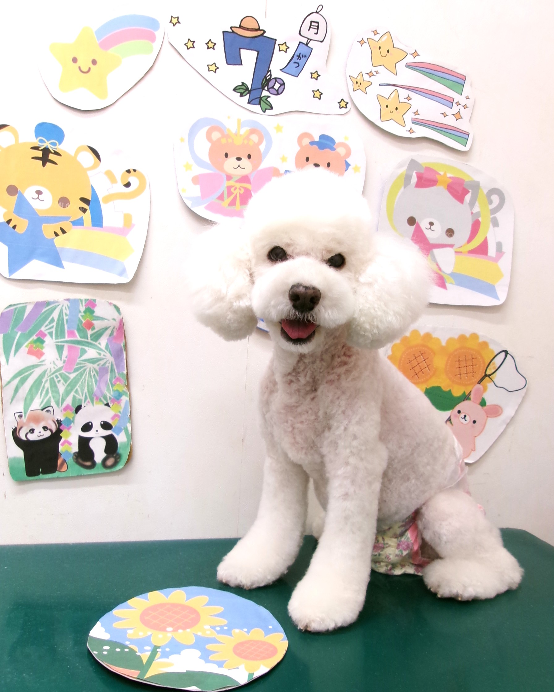 トイプードルのトリミングカット シュシュどうぶつ病院の1枚目