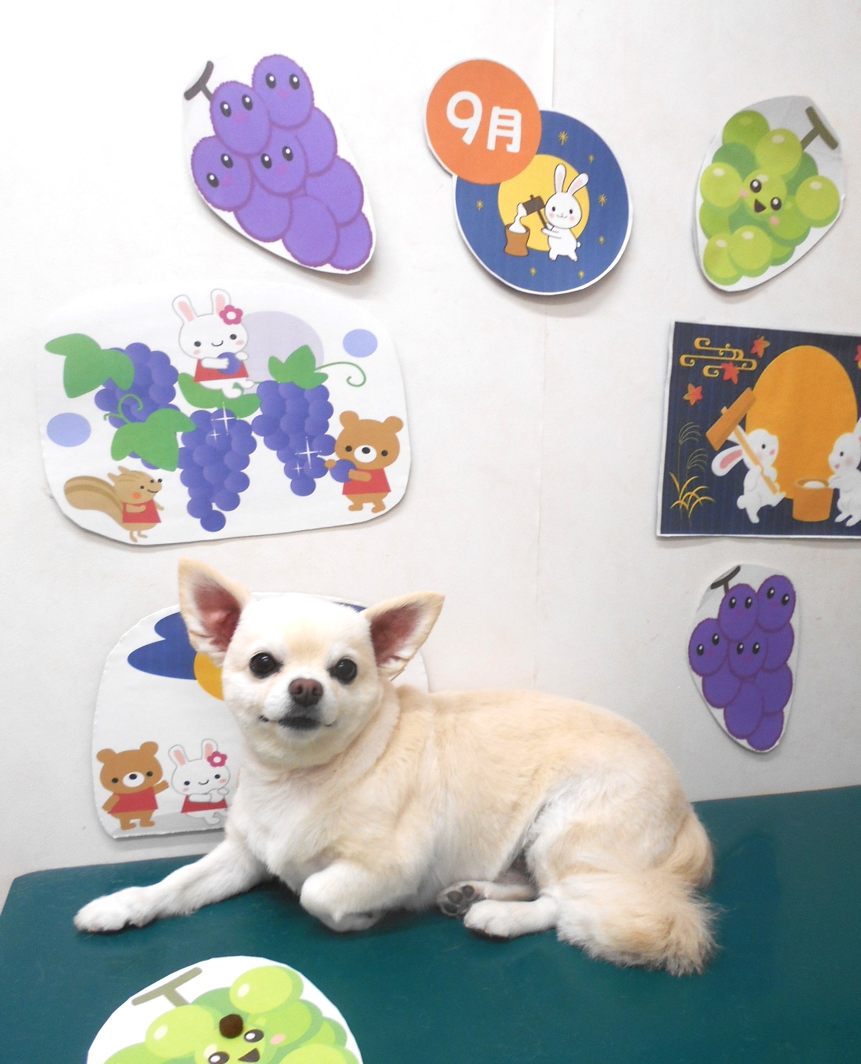 チワワのトリミングカット シュシュどうぶつ病院の1枚目