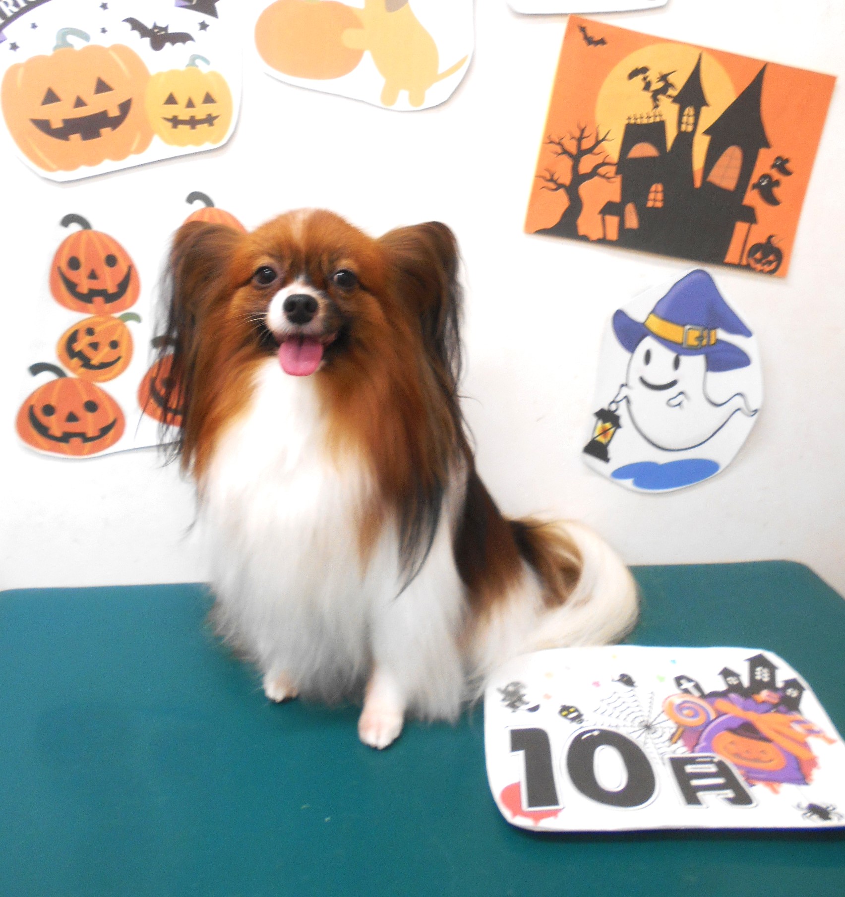 パピヨンのトリミングカット シュシュどうぶつ病院の1枚目