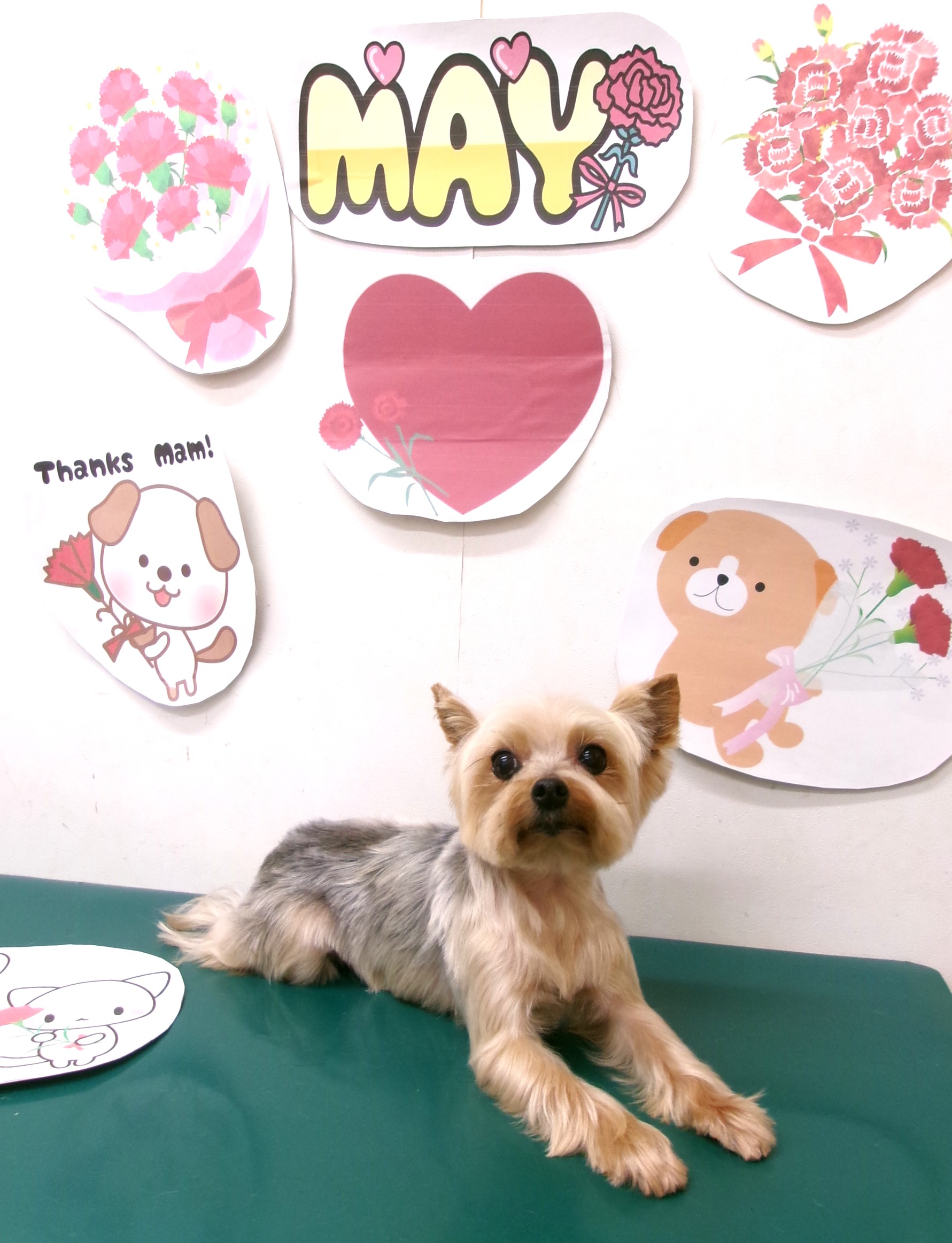 トリミングサロン シュシュどうぶつ病院のトリミングカット-10019の1枚目