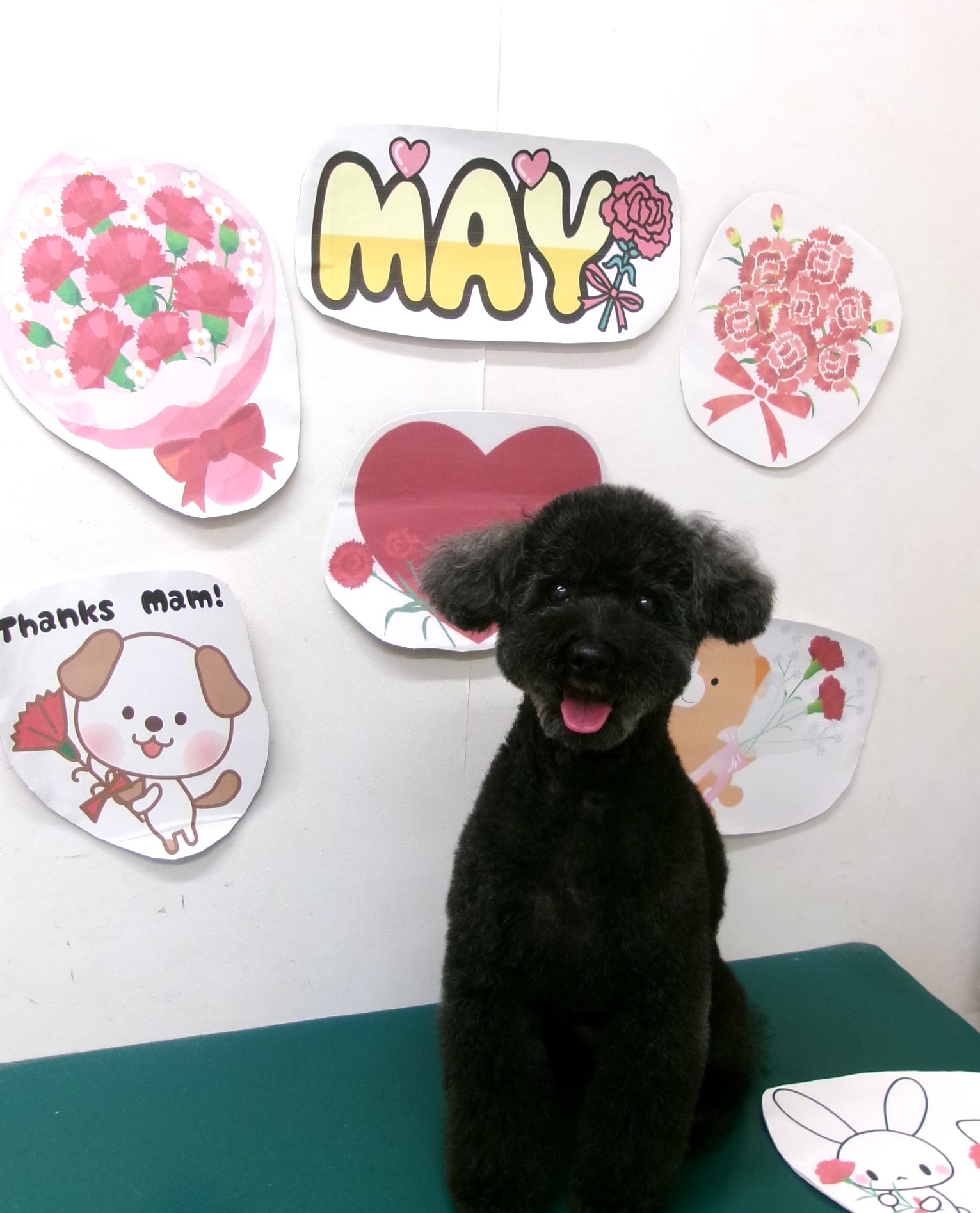 トリミングサロン シュシュどうぶつ病院のトリミングカット-10049の1枚目