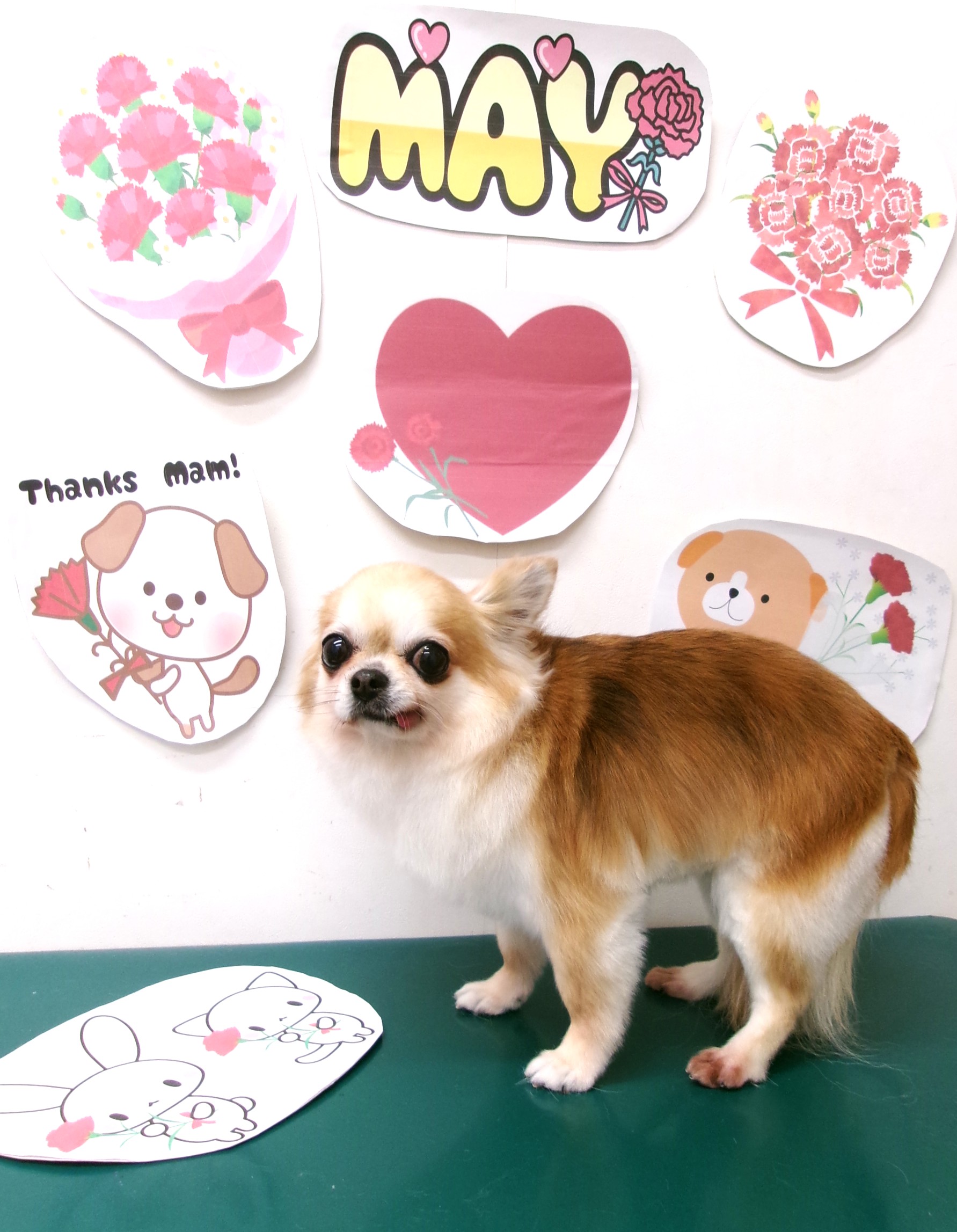 トリミングサロン シュシュどうぶつ病院のトリミングカット-10032の1枚目
