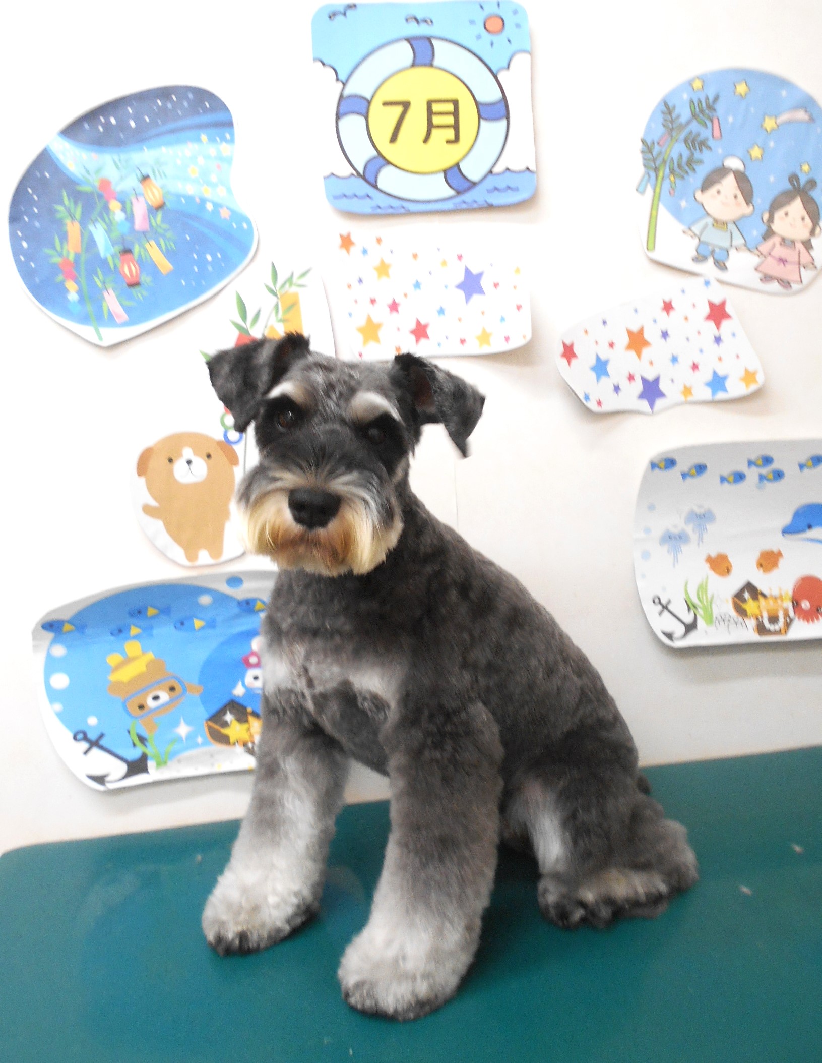 ミニチュアシュナウザーのトリミングカット シュシュどうぶつ病院の1枚目