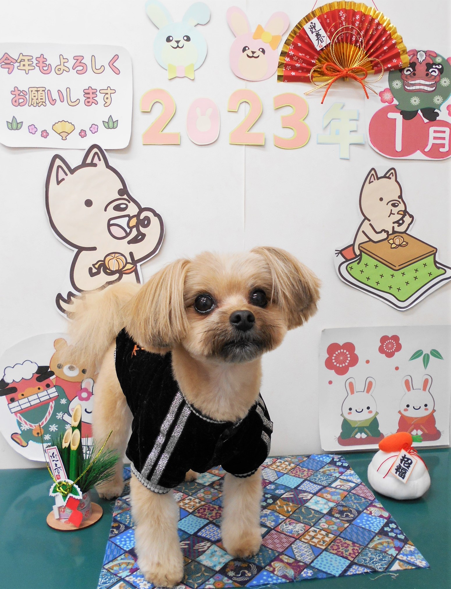 ミックス犬(その他)のトリミングカット シュシュどうぶつ病院の1枚目